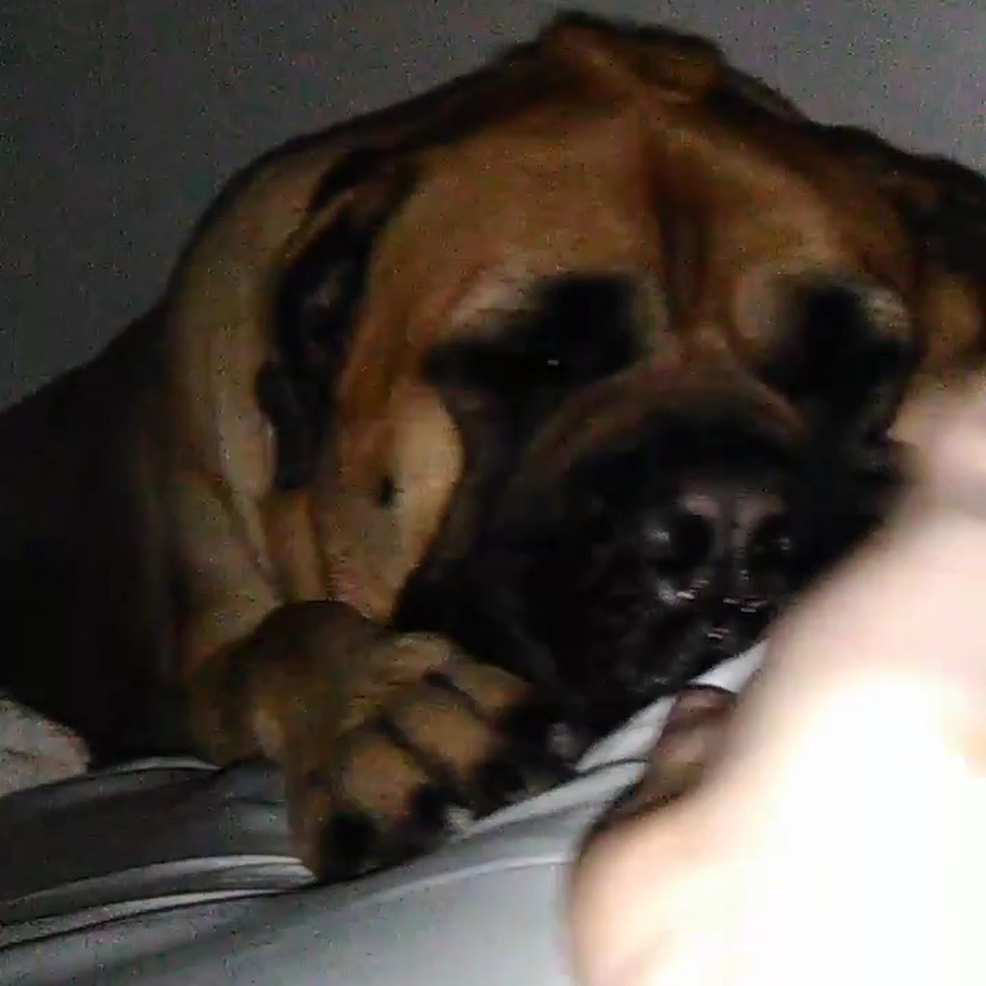 Five Star Veterinary Center Sylmar