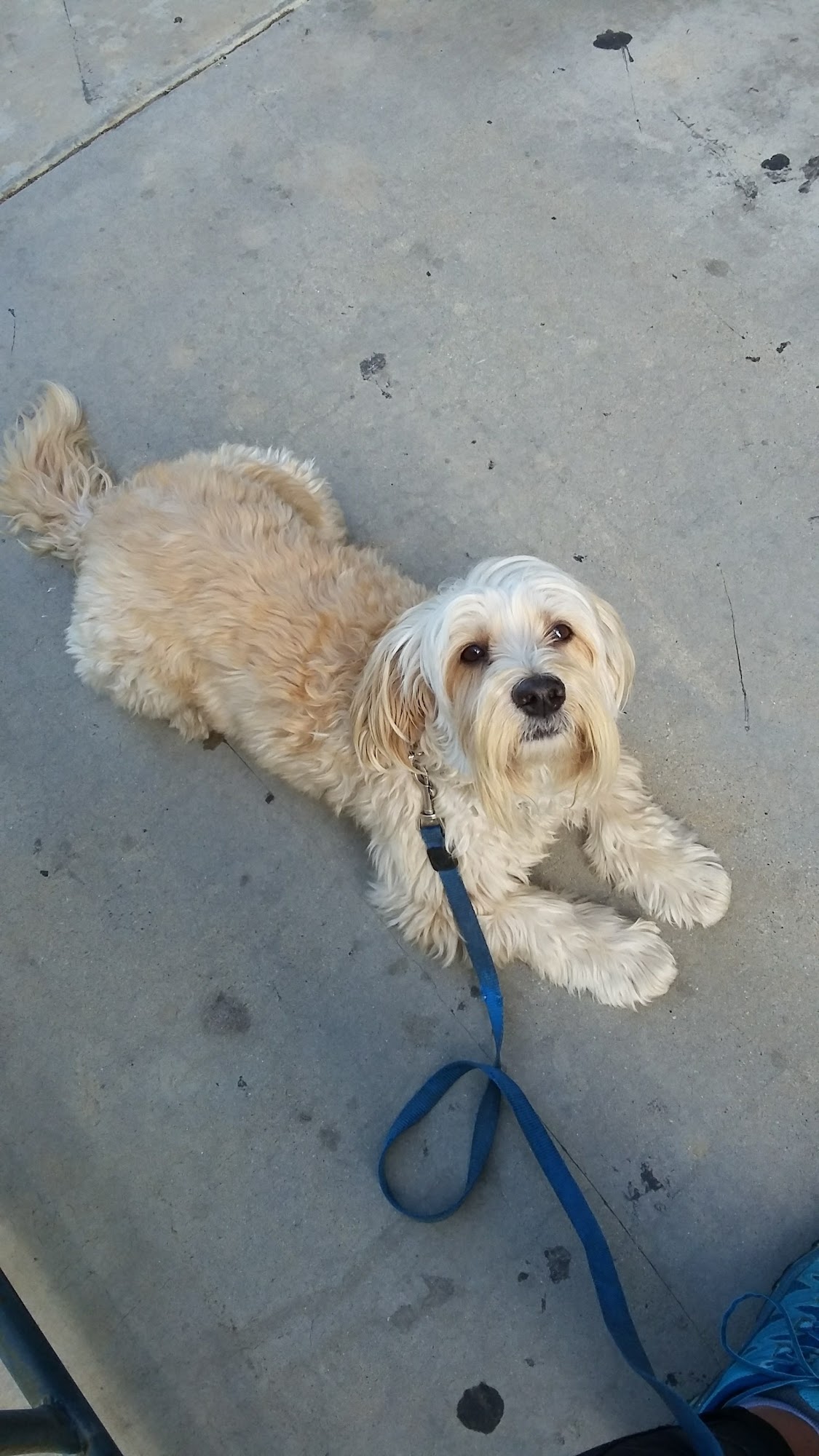 Five Star Veterinary Center Sylmar