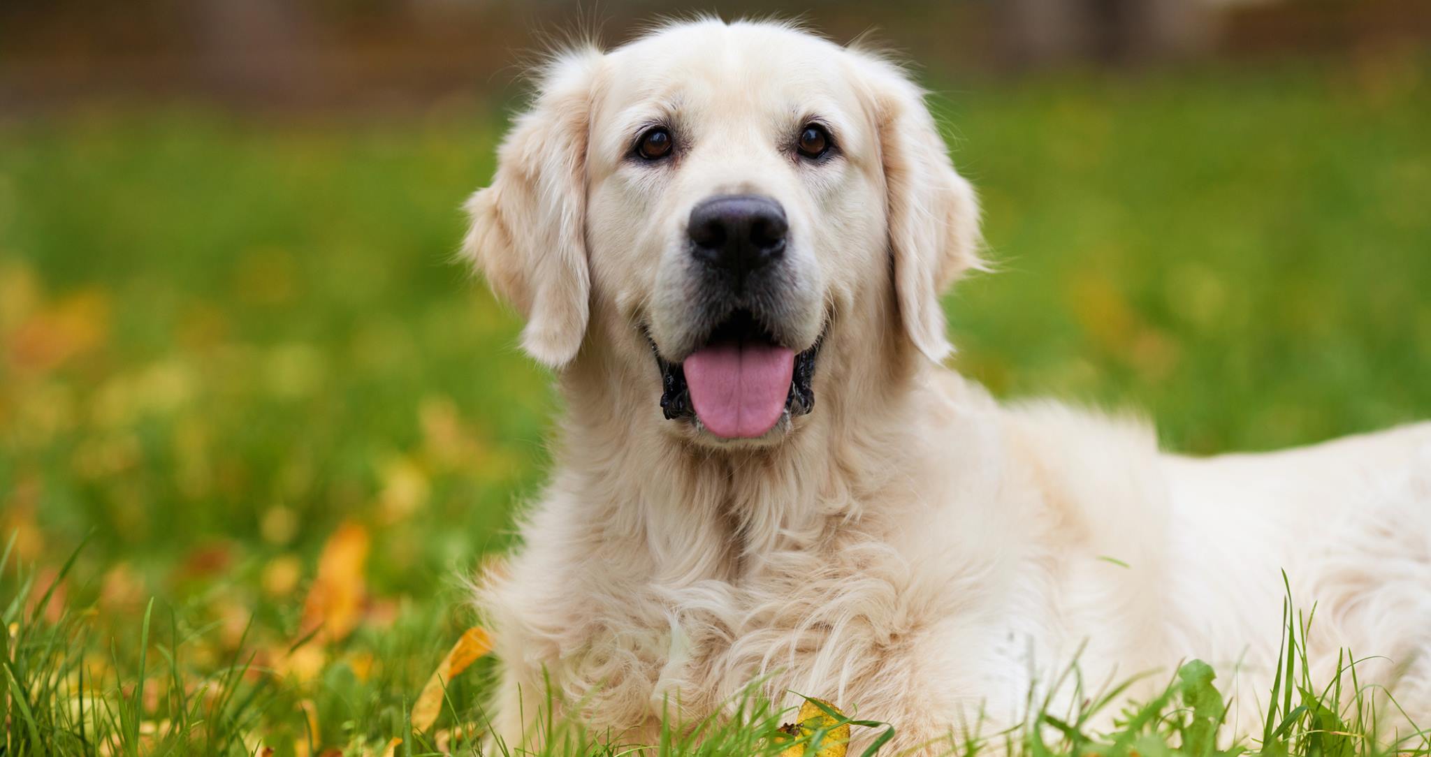 Jim Canino Dog Training Sylmar