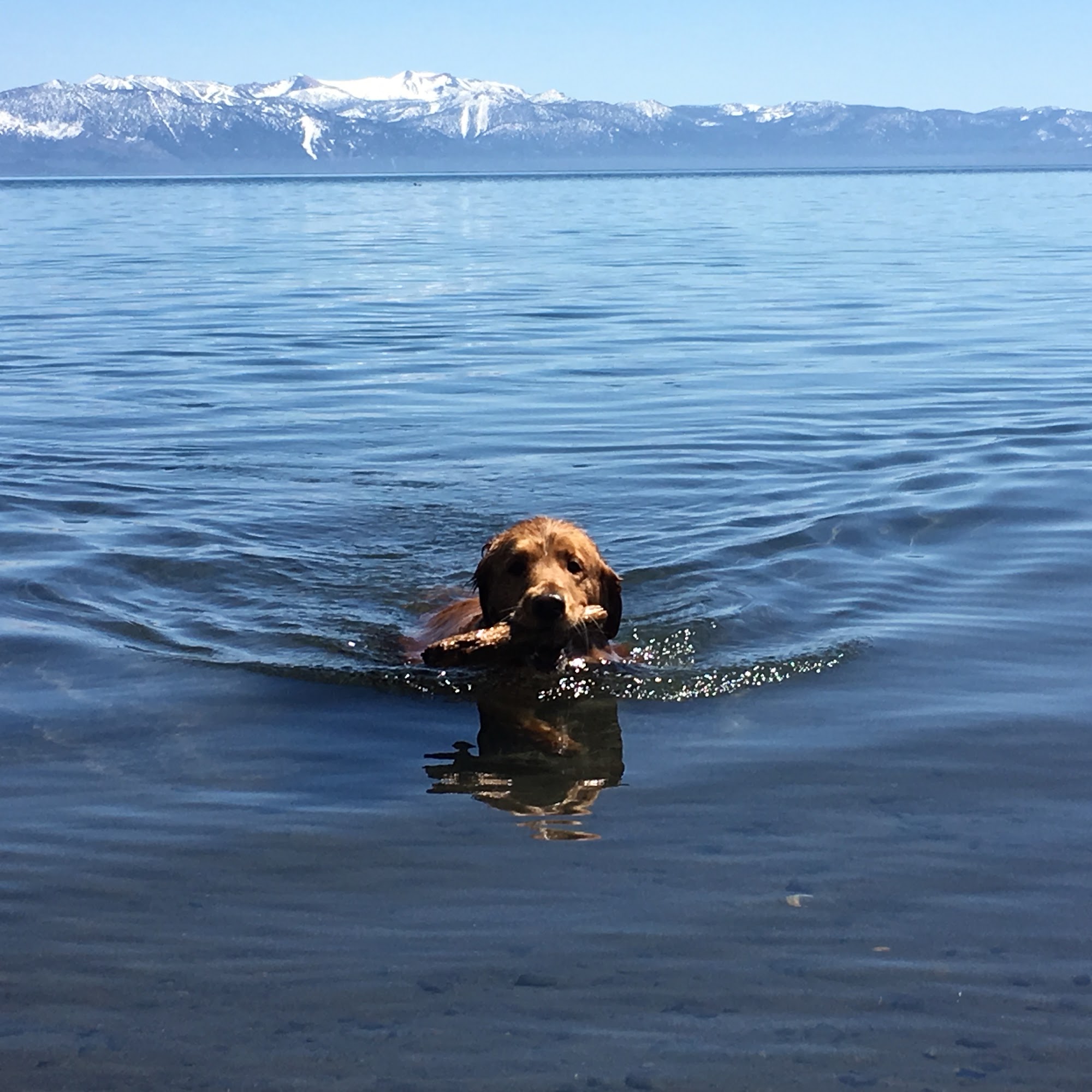 Burton Creek Veterinary Clinic Tahoe City