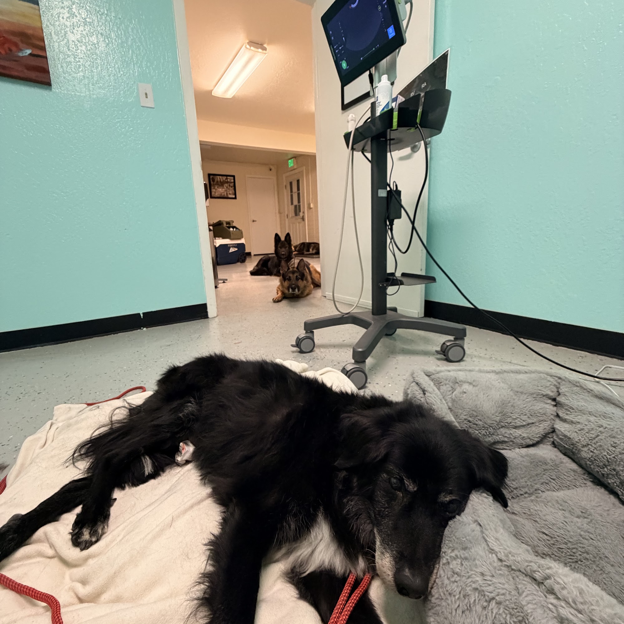 Agate Bay Animal Hospital Tahoe Vista