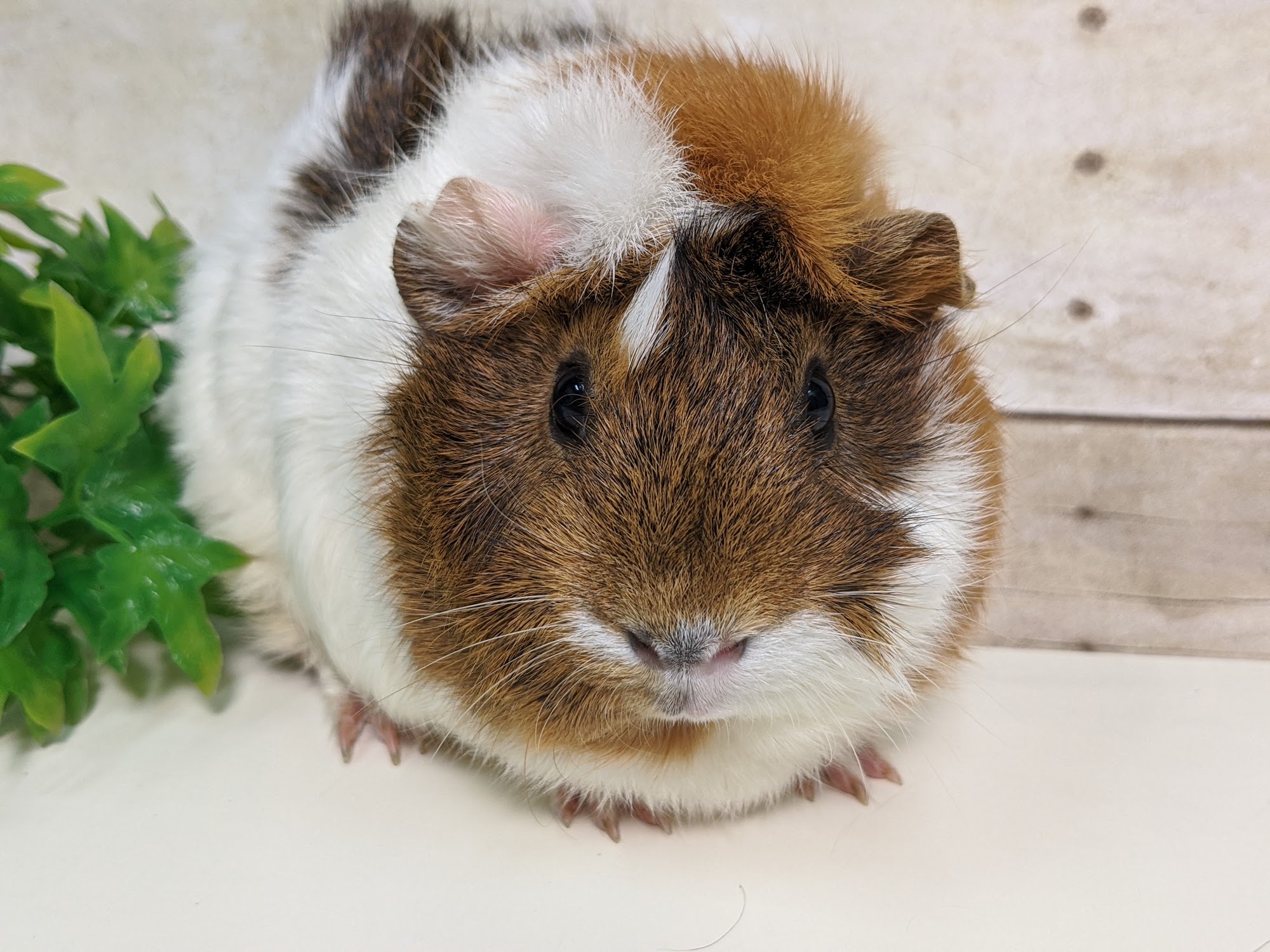 Critter Squad Wildlife Defenders. Tarzana