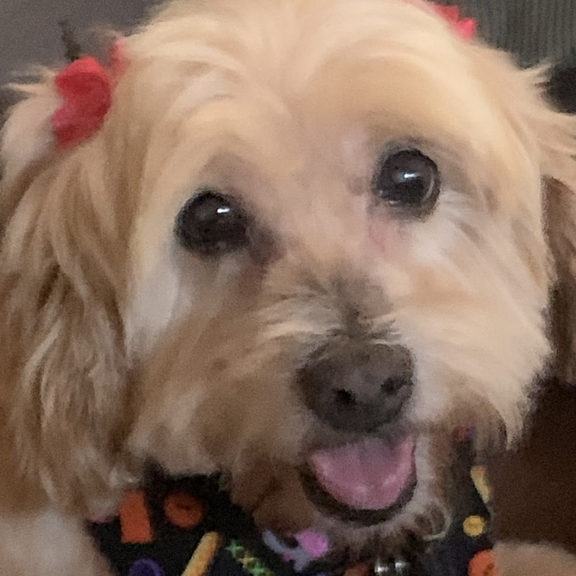 Tarzana Pet Clinic Tarzana