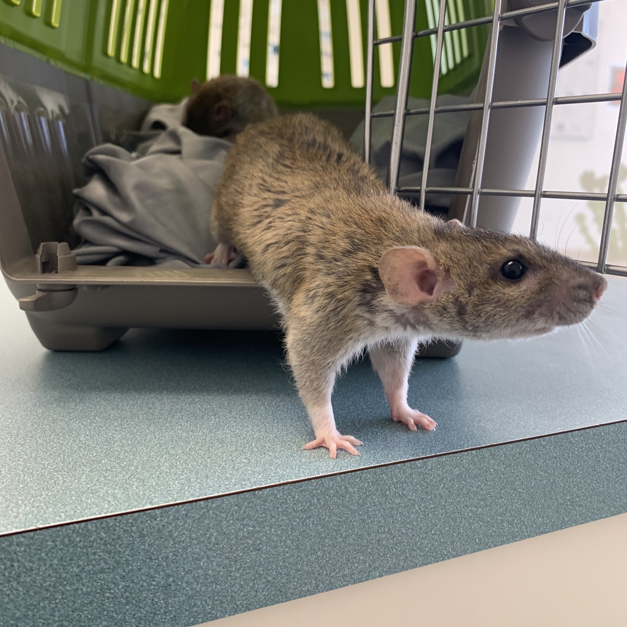 Capri Plaza Pet Clinic Tarzana