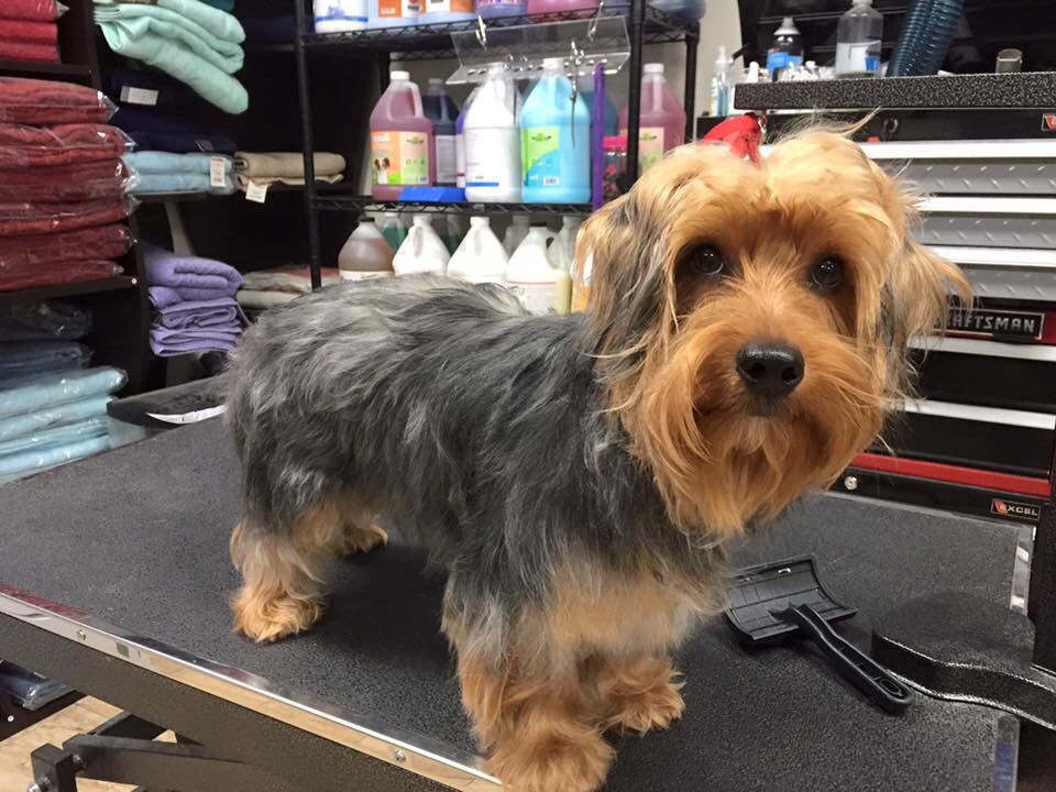 Clean Cut Grooming Tarzana