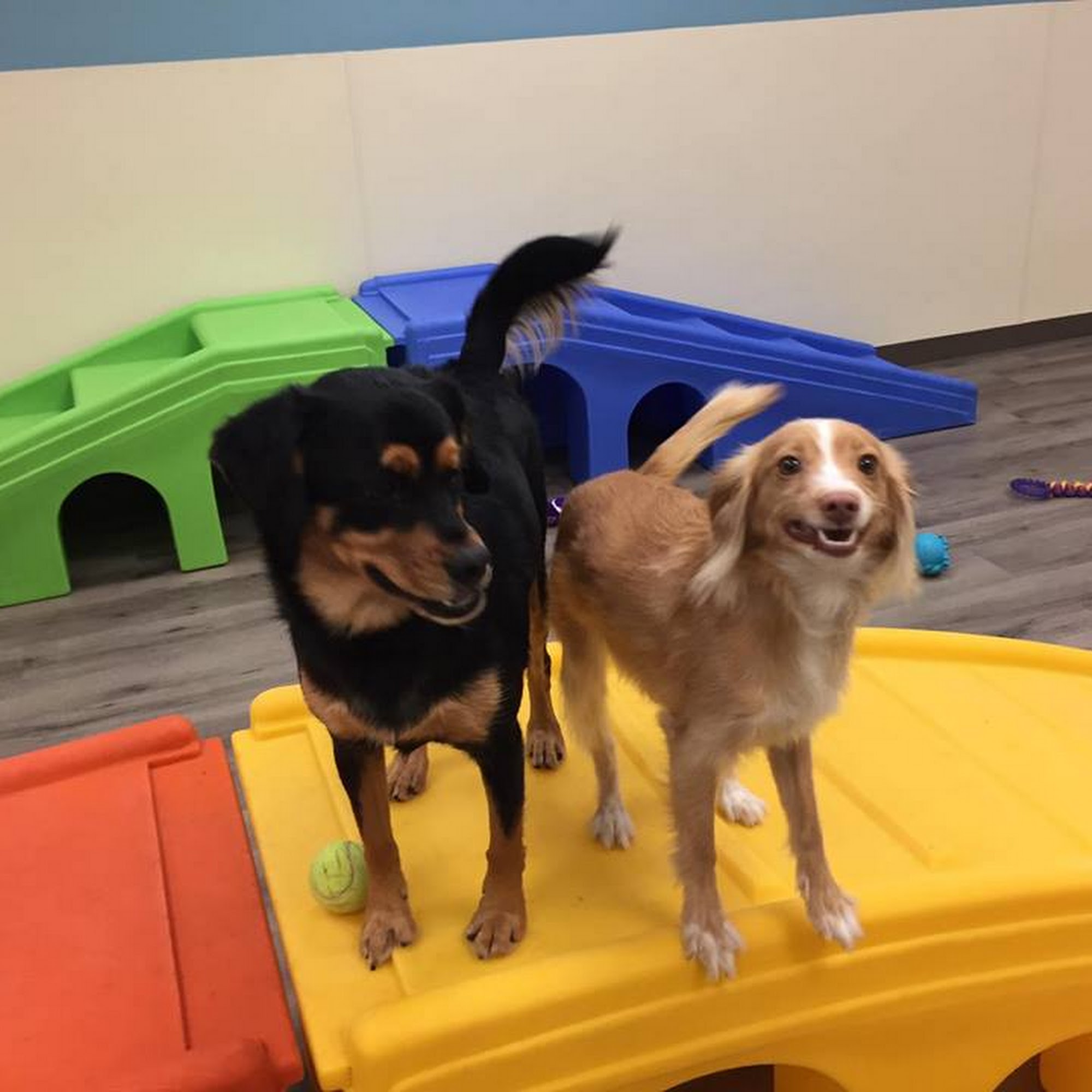 Paradise Pets Tarzana