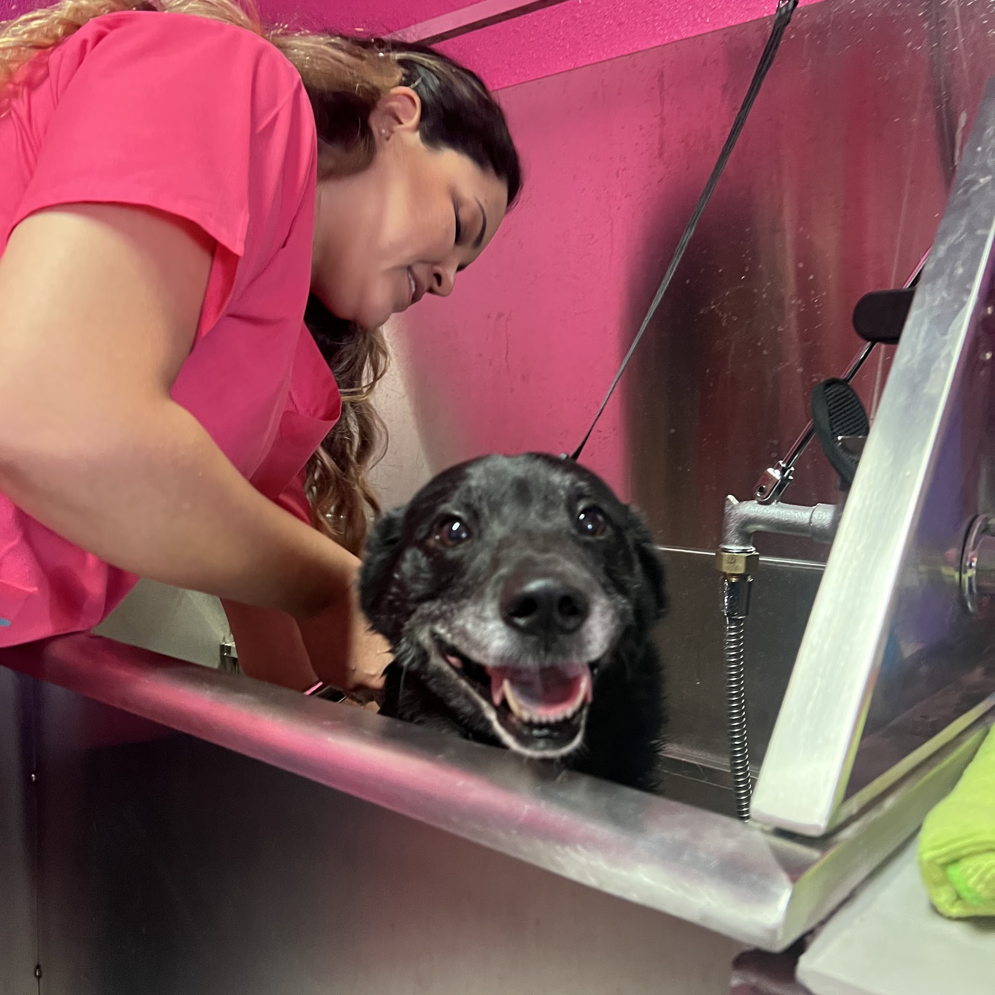 HOLLYWOOF PAWS OF FAME Tarzana