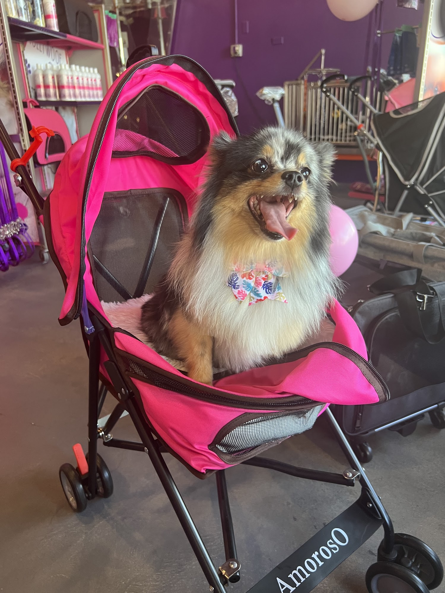 HOLLYWOOF PAWS OF FAME Tarzana