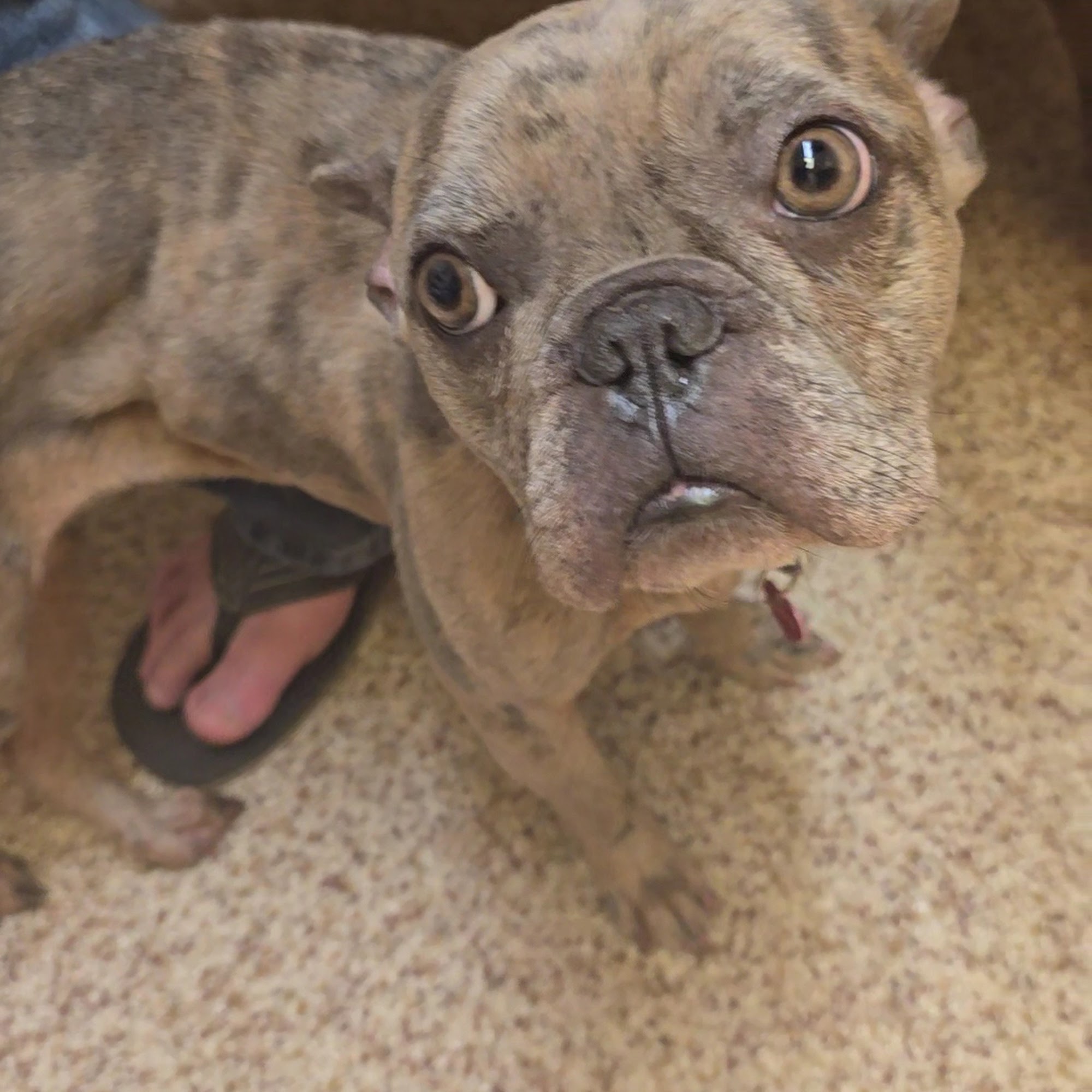 Billingsley Veterinary Clinic Tehachapi