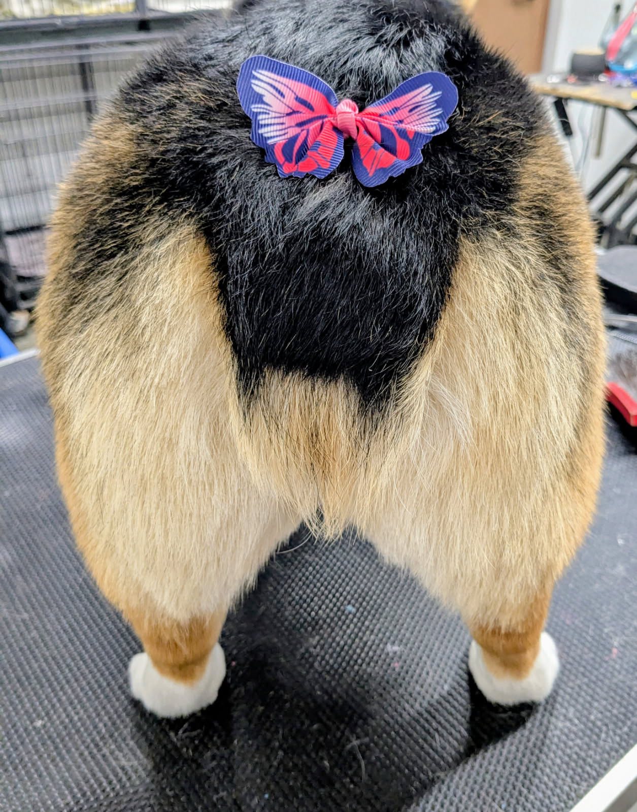 Wizard of Happy Paws Tehachapi