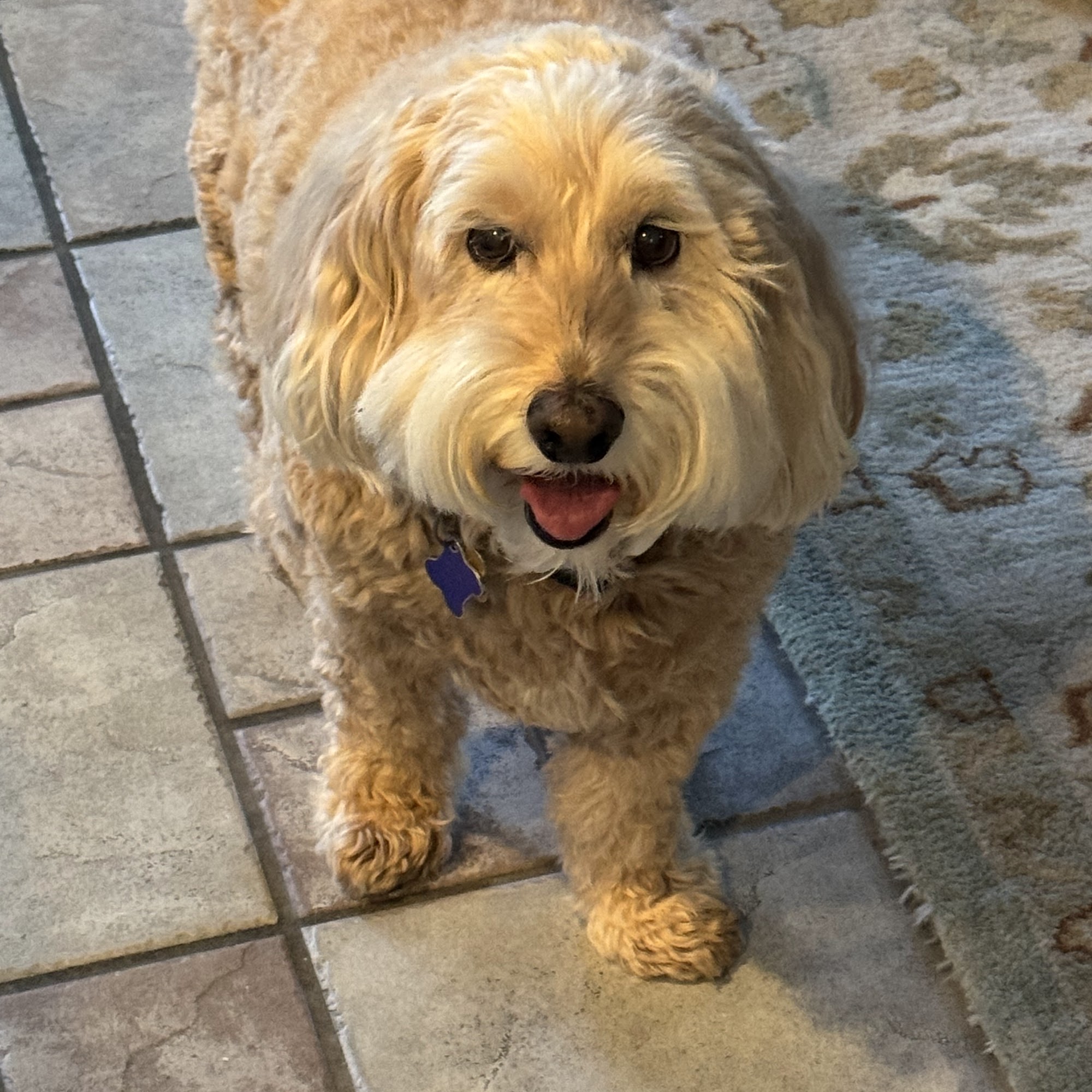 Animal Hospital of Temecula Temecula