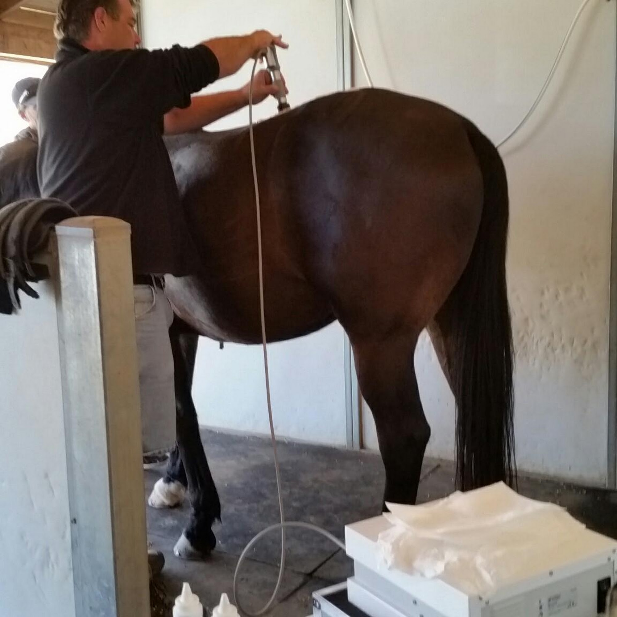 West Coast Equine Medicine Temecula