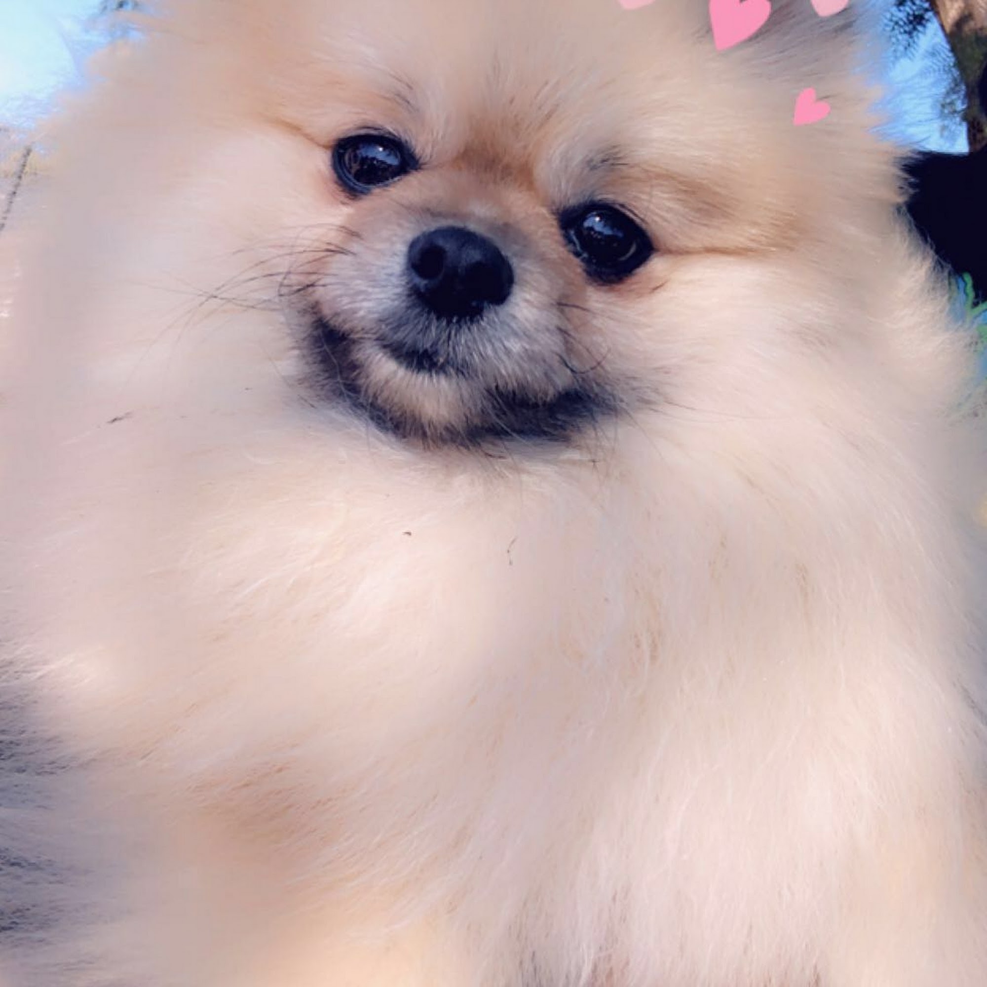 Dirty Paws Grooming Spa Temecula