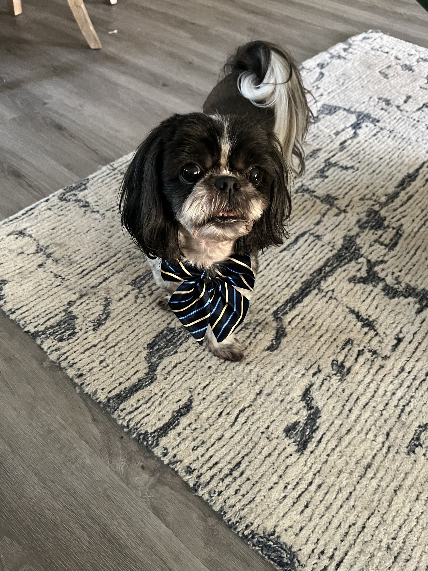 Shampooch Pet Styles Temecula