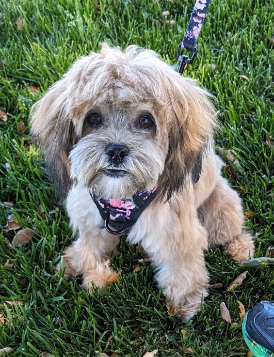 Temecula Pet Salon & Spa Temecula