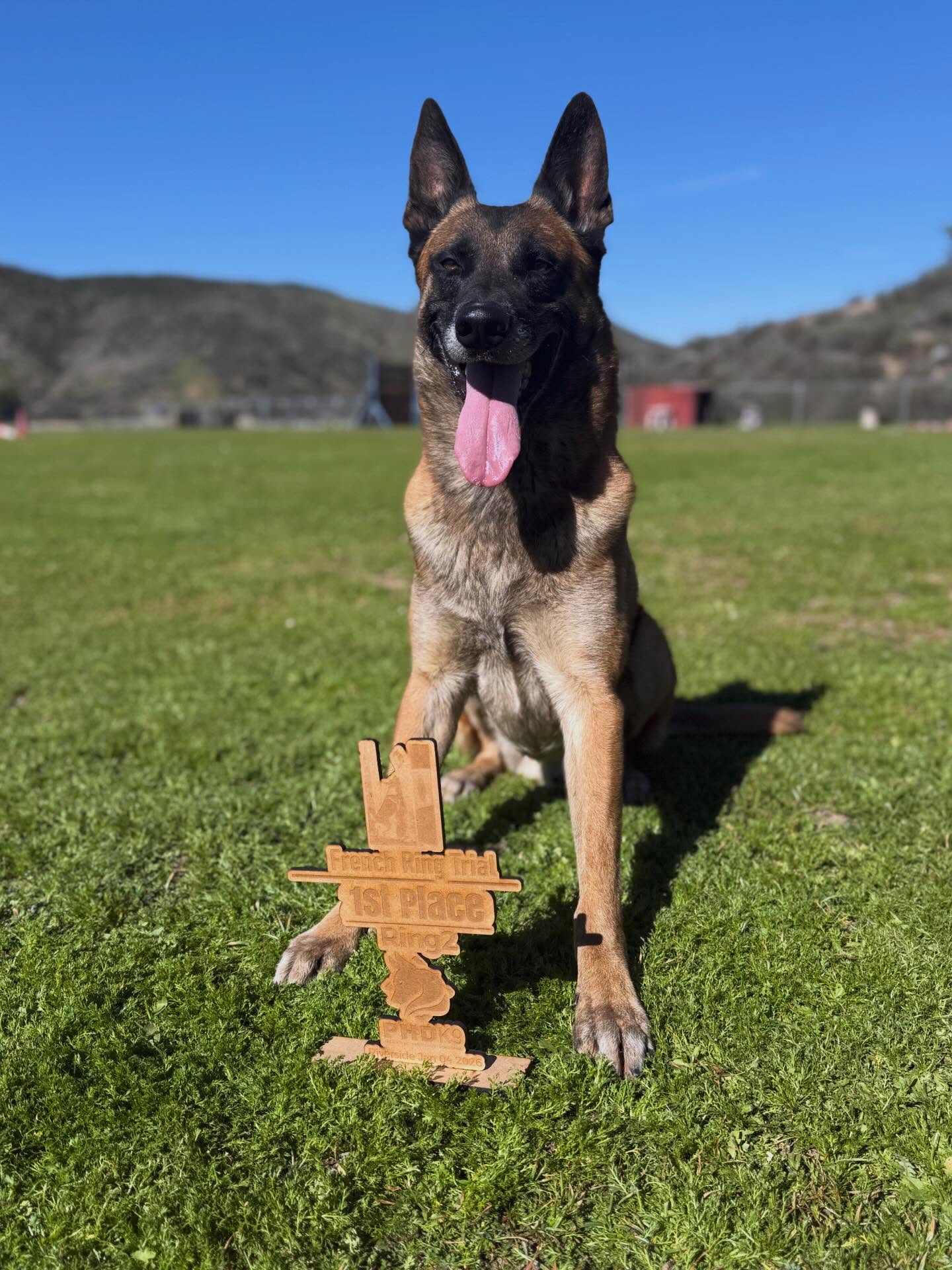 Marvel K9 | Dog Training Academy Temecula