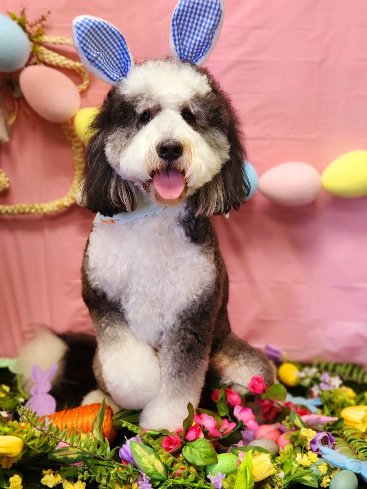 The Groomery Temecula Temecula