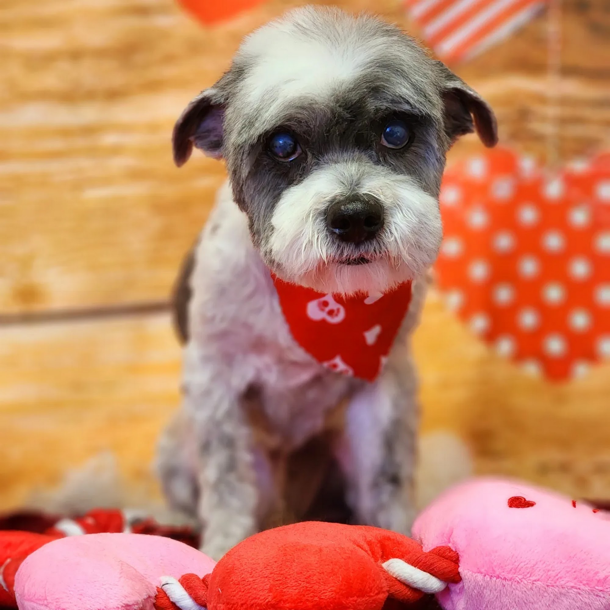 The Groomery Temecula Temecula