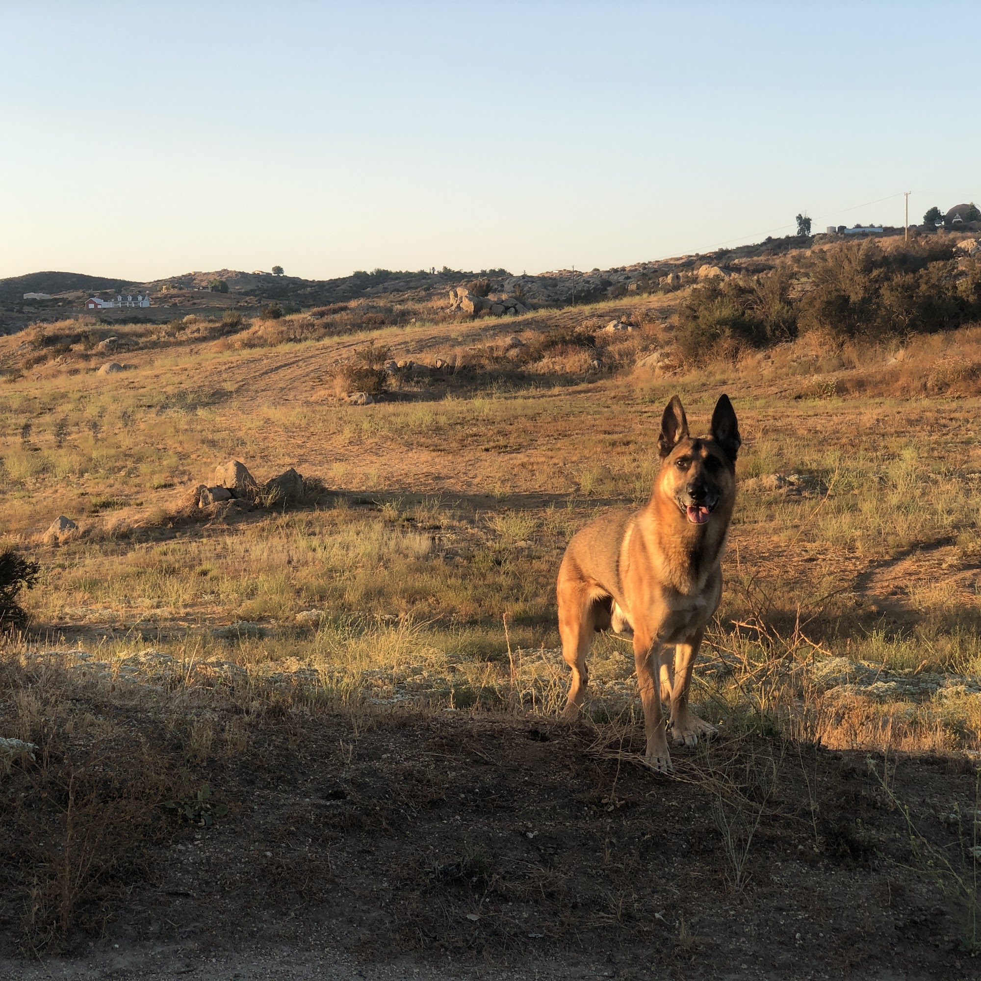 Crank's Custom Canines Temecula