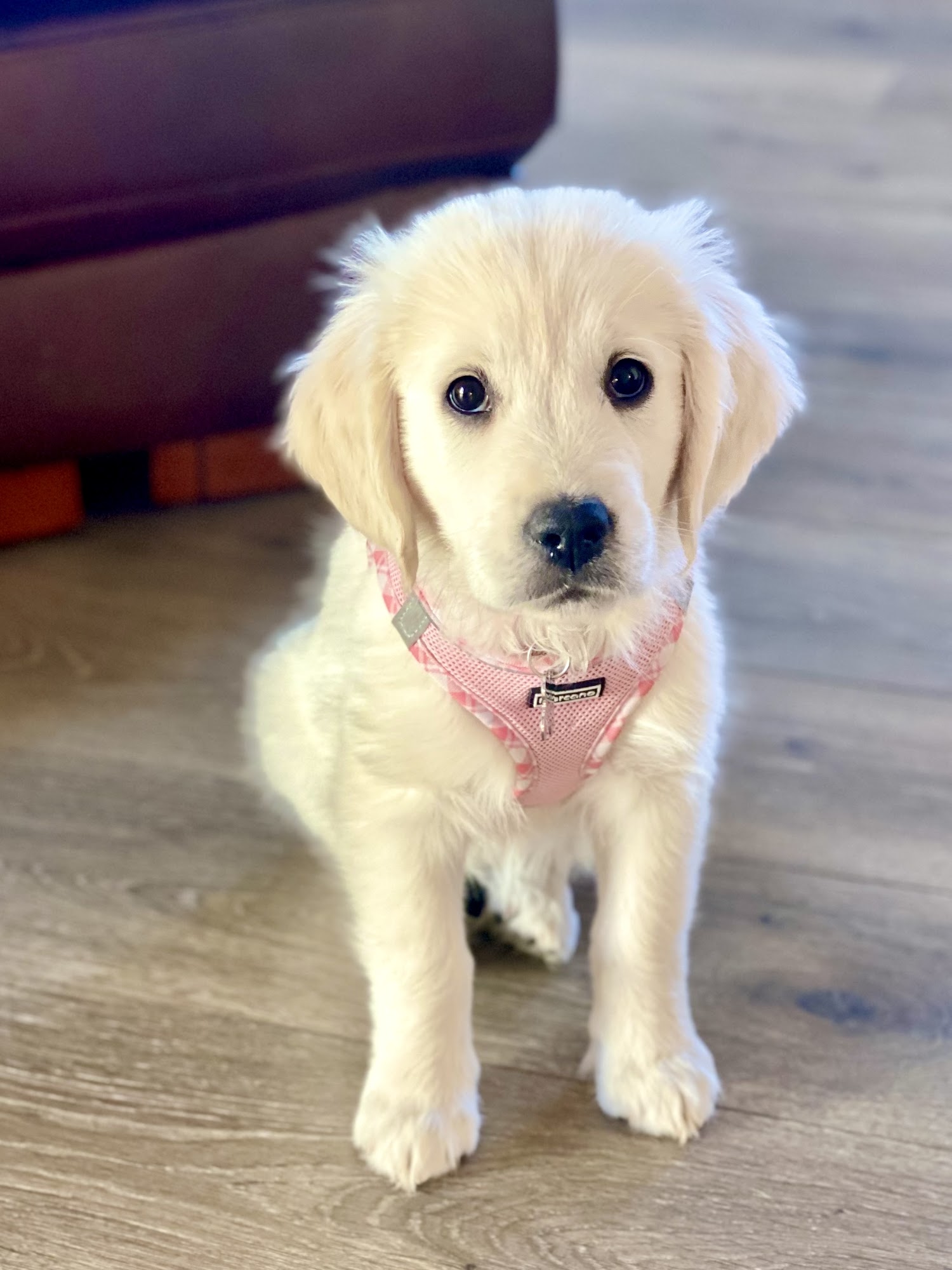 Honor K9 Dog Training Temecula