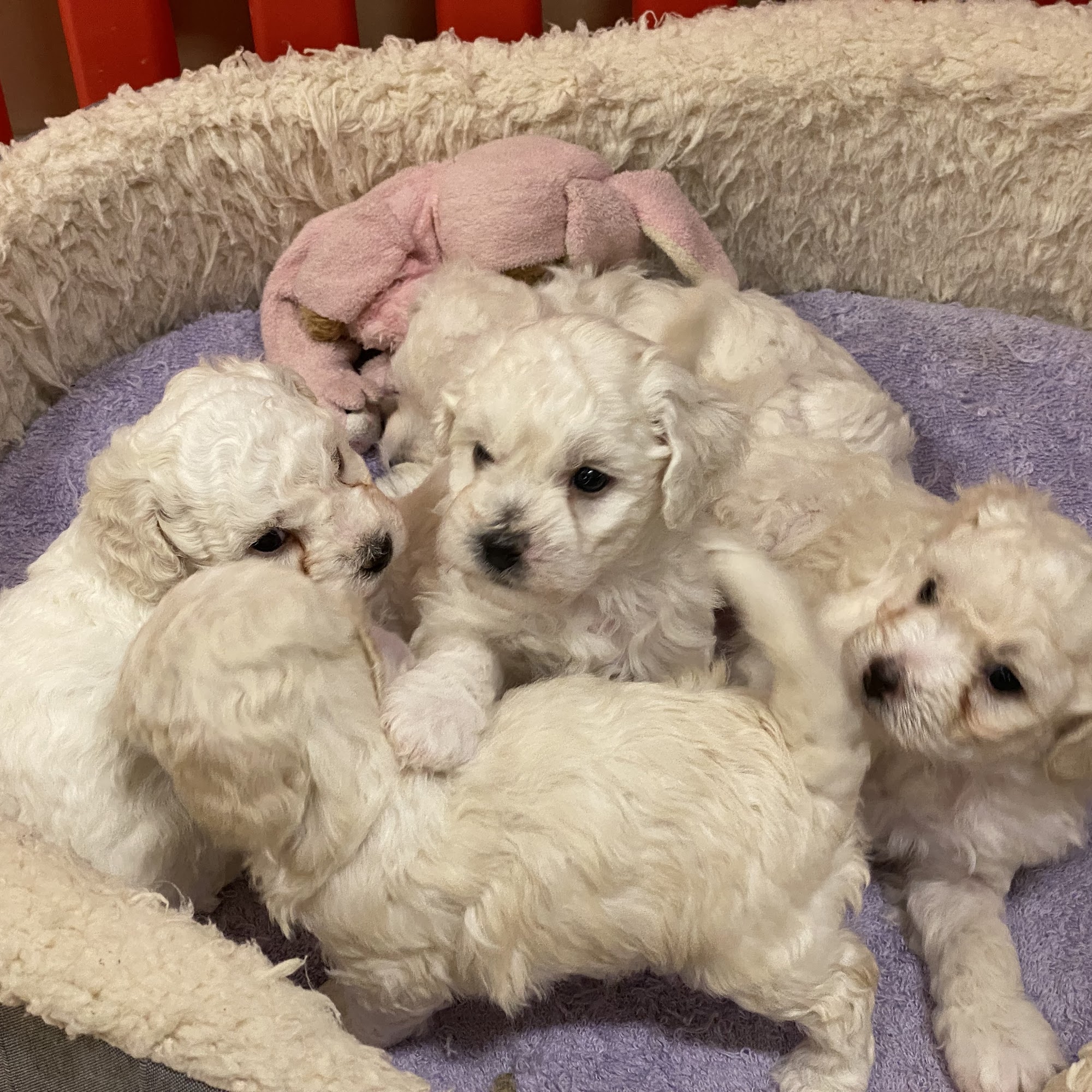 佳佳宠物休闲馆 Happy Pet Paradise Temple City