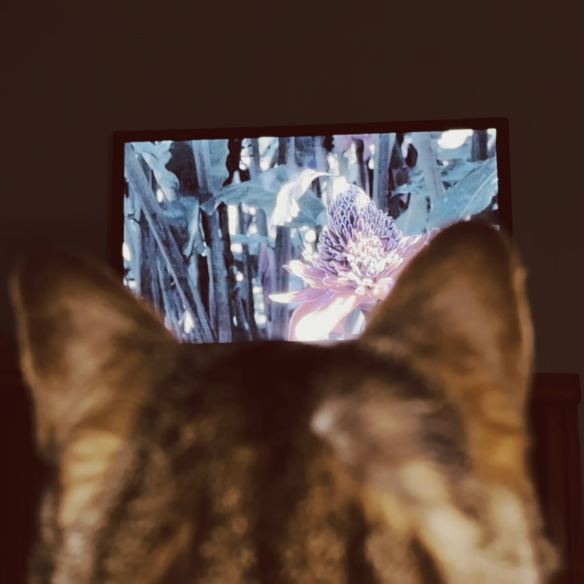 Main Street Small Animal Hospital Templeton