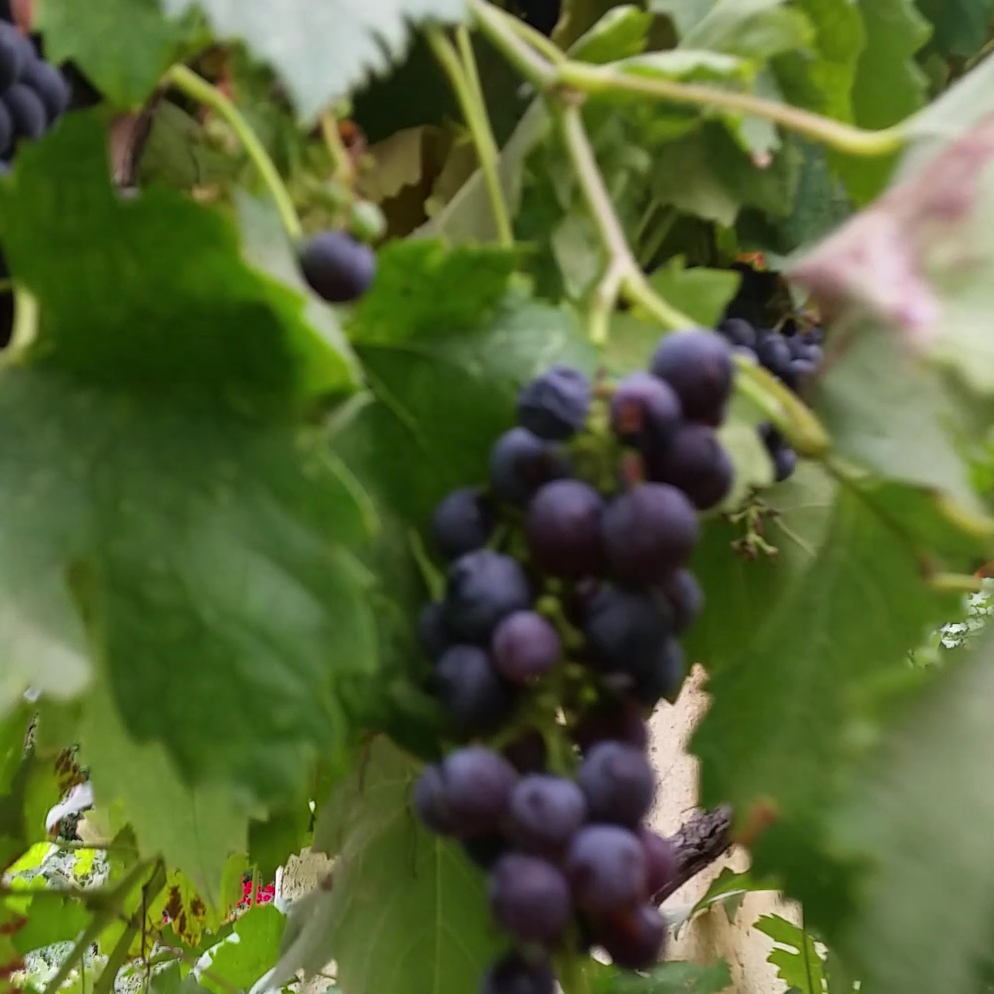 Castoro Cellars Vineyards & Winery Templeton