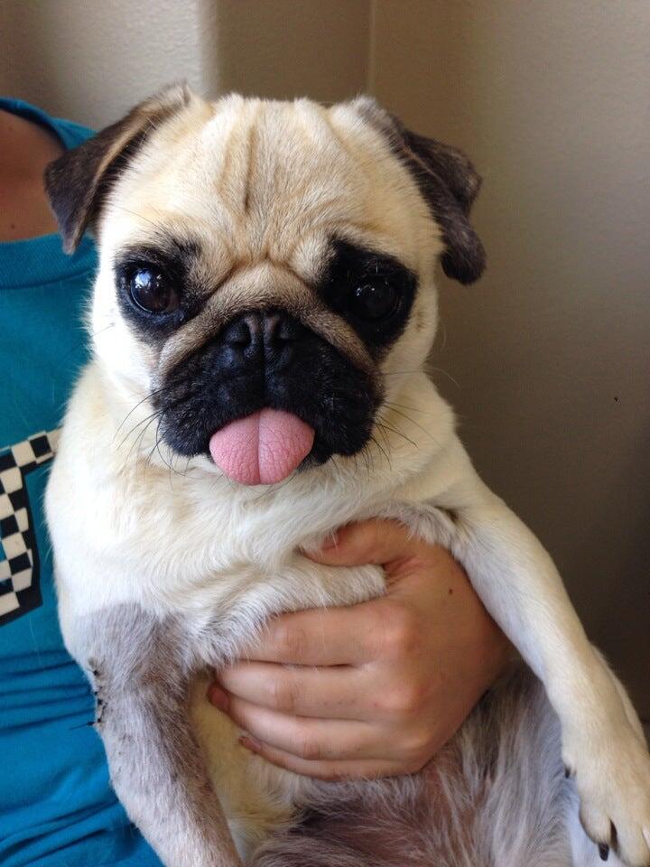 Newbury Park Veterinary Clinic Thousand Oaks