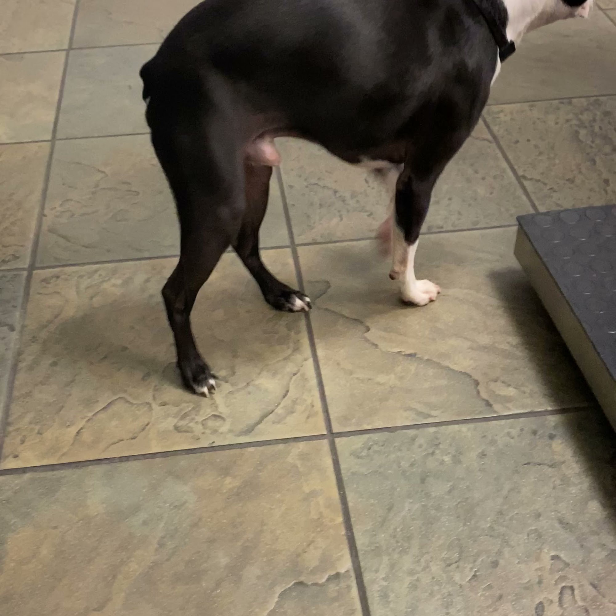 Animal Hospital of Thousand Oaks Thousand Oaks