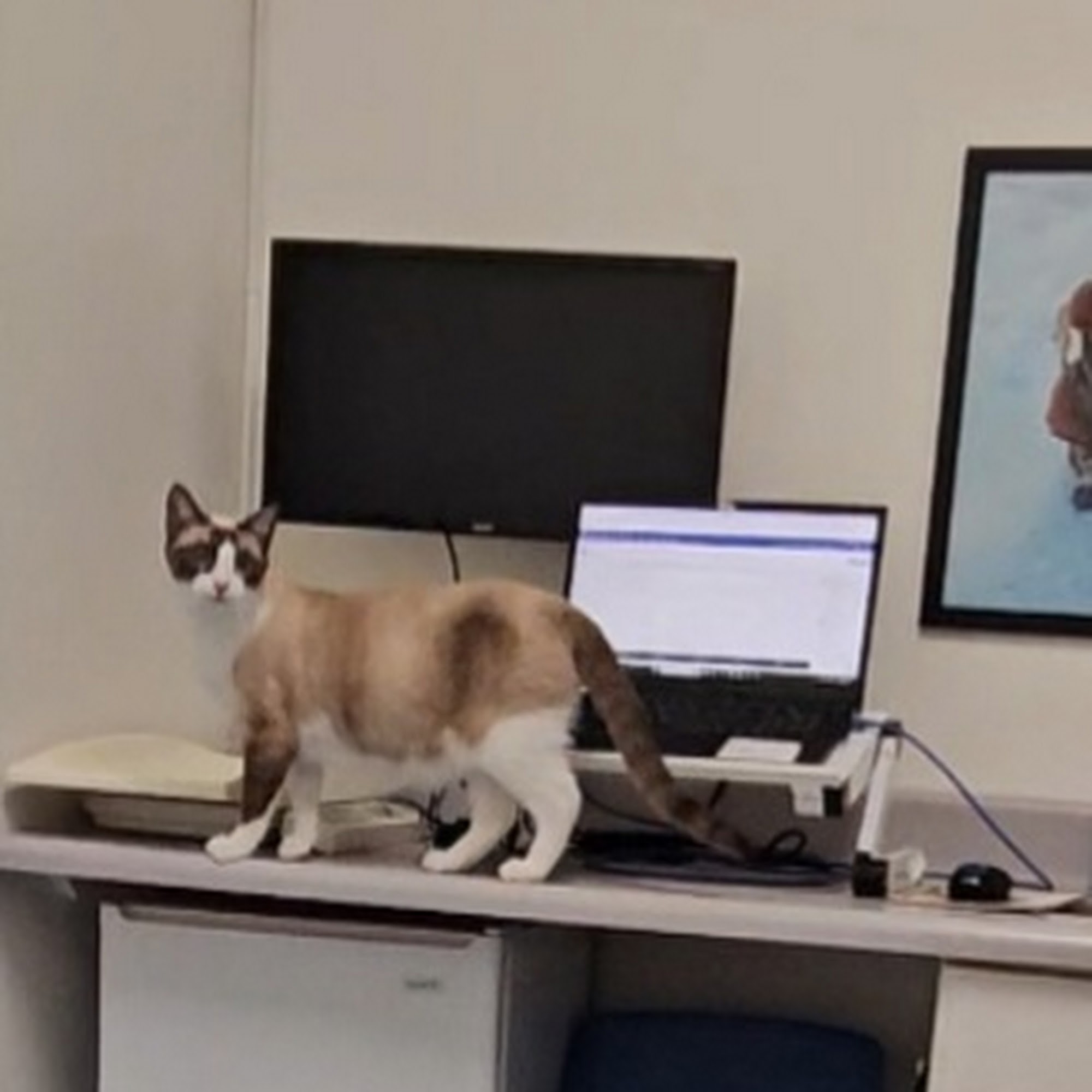 Caring Hands Veterinary Hospital, A Thrive Pet Healthcare Partner Thousand Oaks