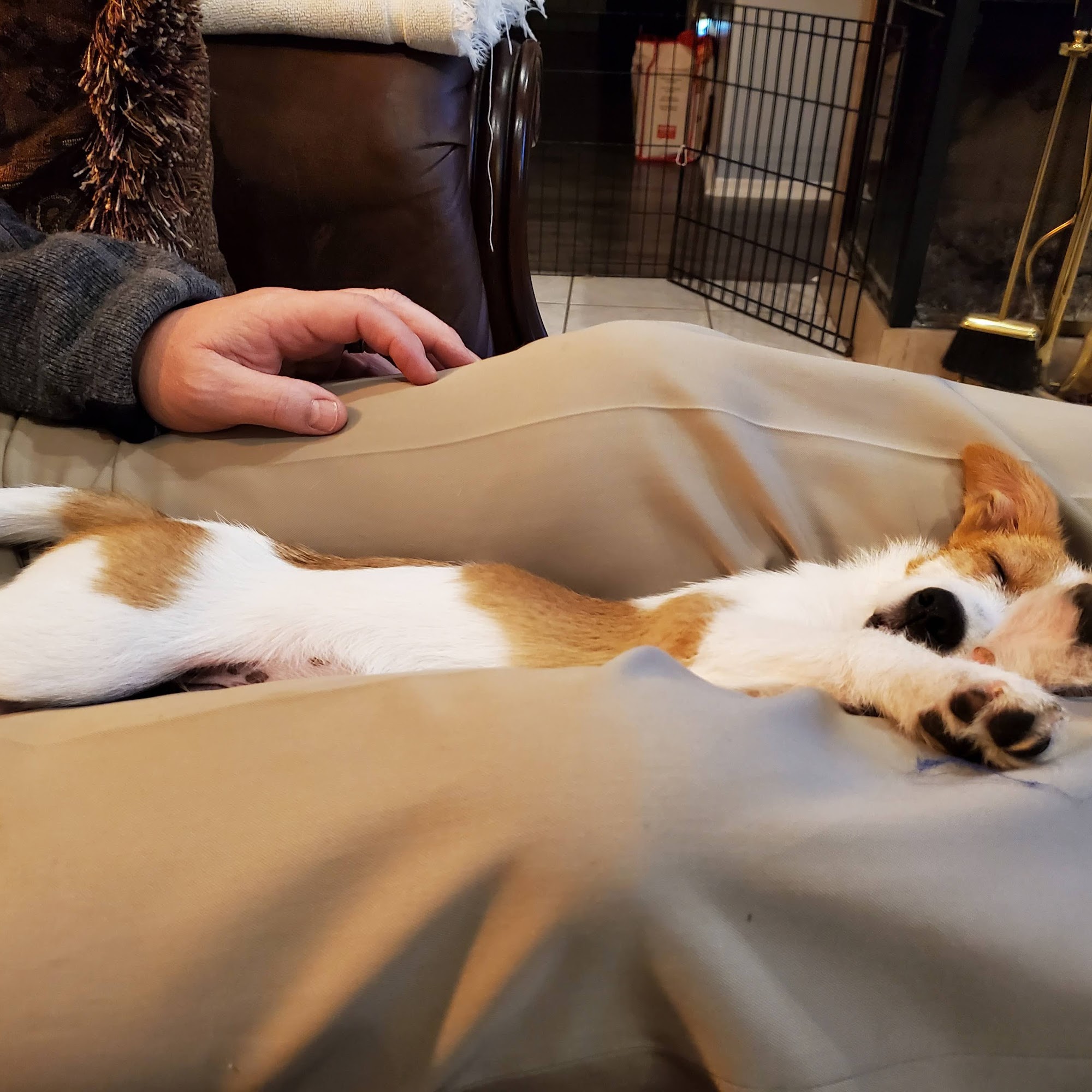 Paw Works Thousand Oaks