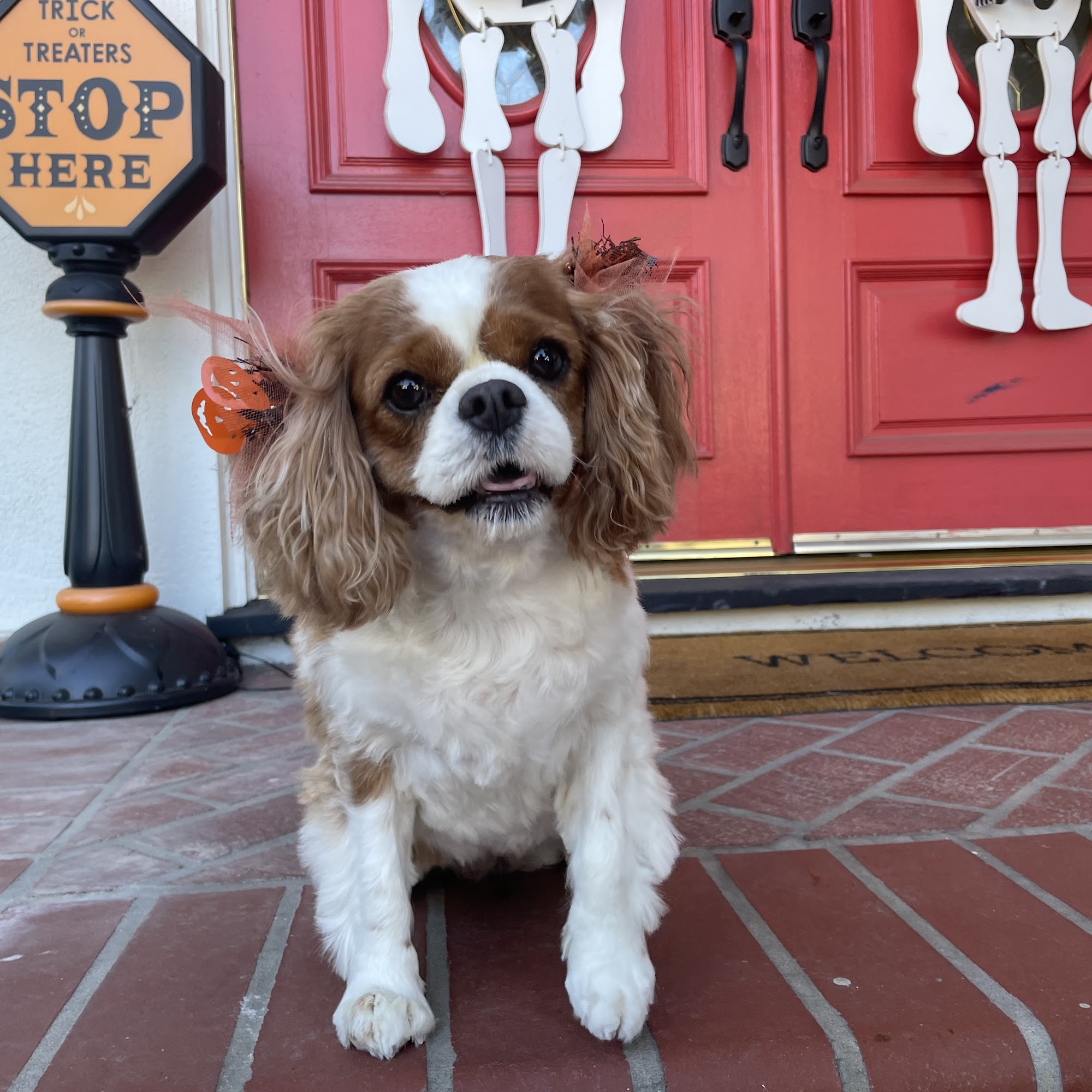 Mary's Pet Salon Thousand Oaks