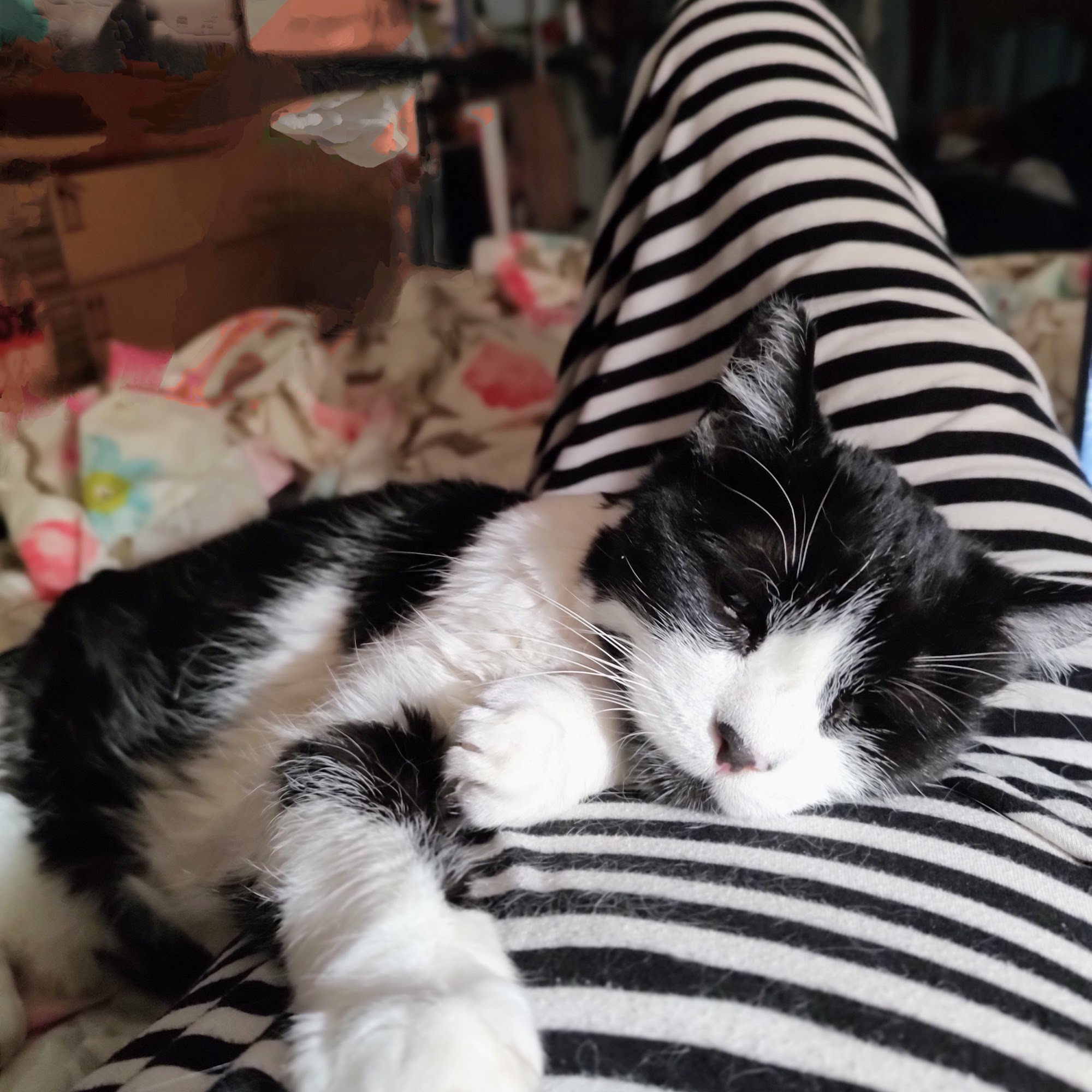 The Cat Doctor Thousand Oaks