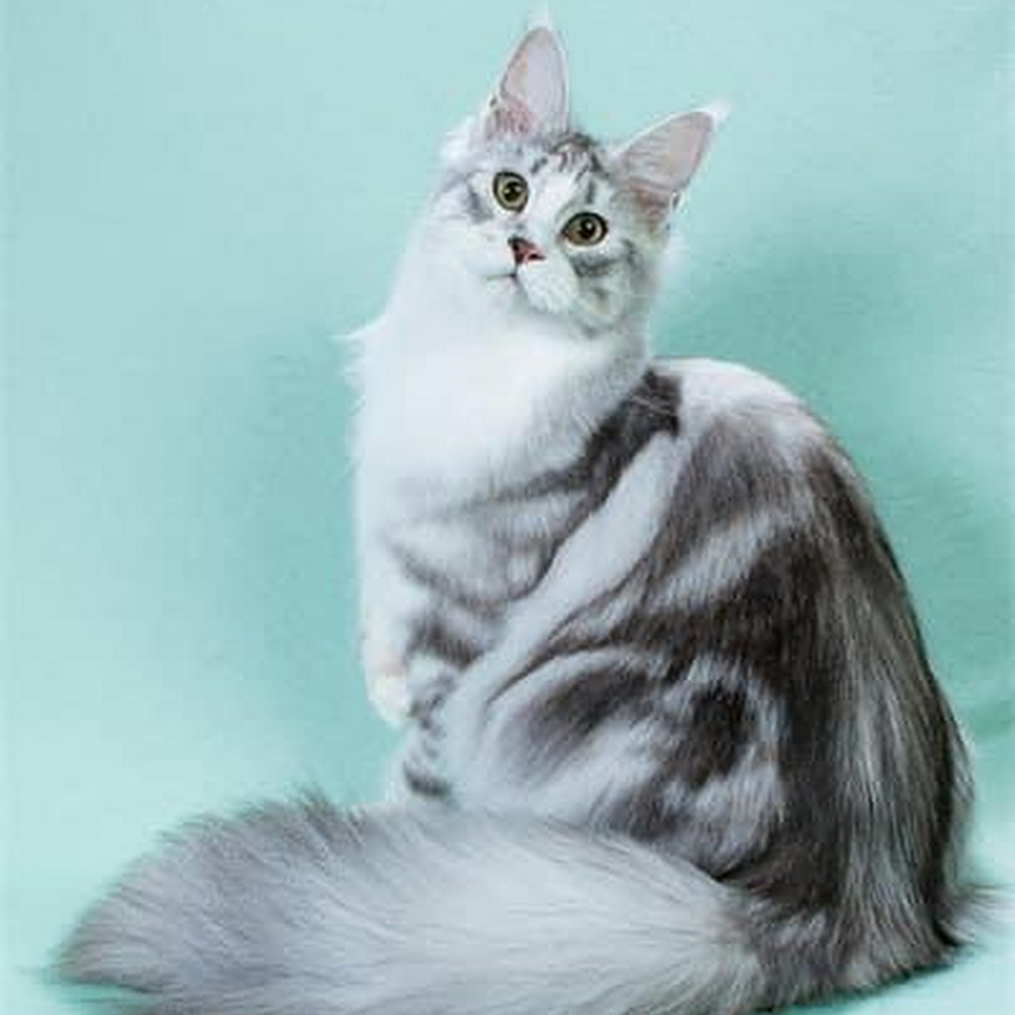 NuVet Labs Thousand Oaks