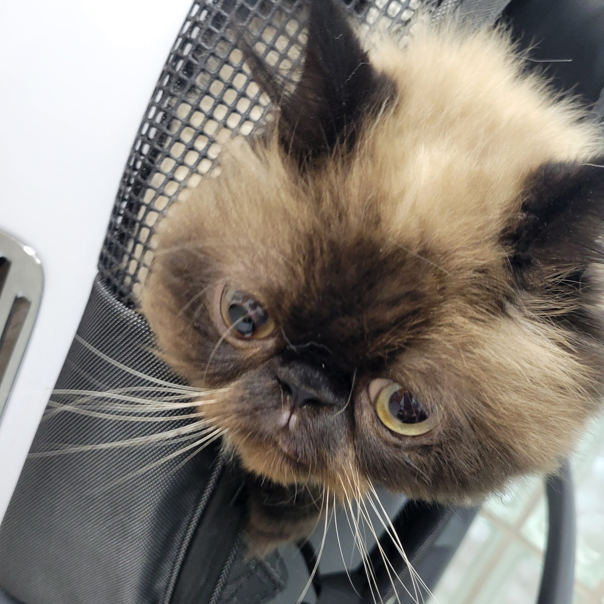 Paw Works Veterinary Hospital Thousand Oaks