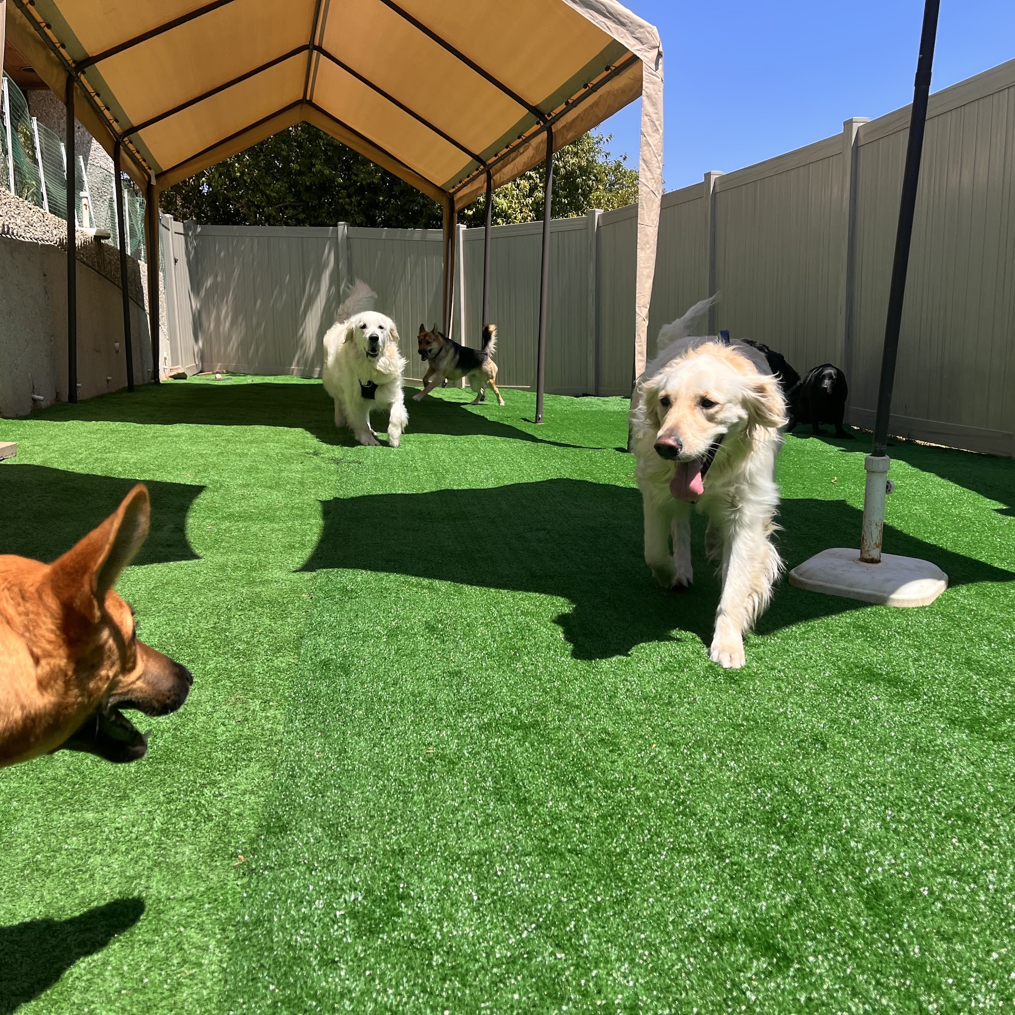 The Doggy Den Thousand Oaks