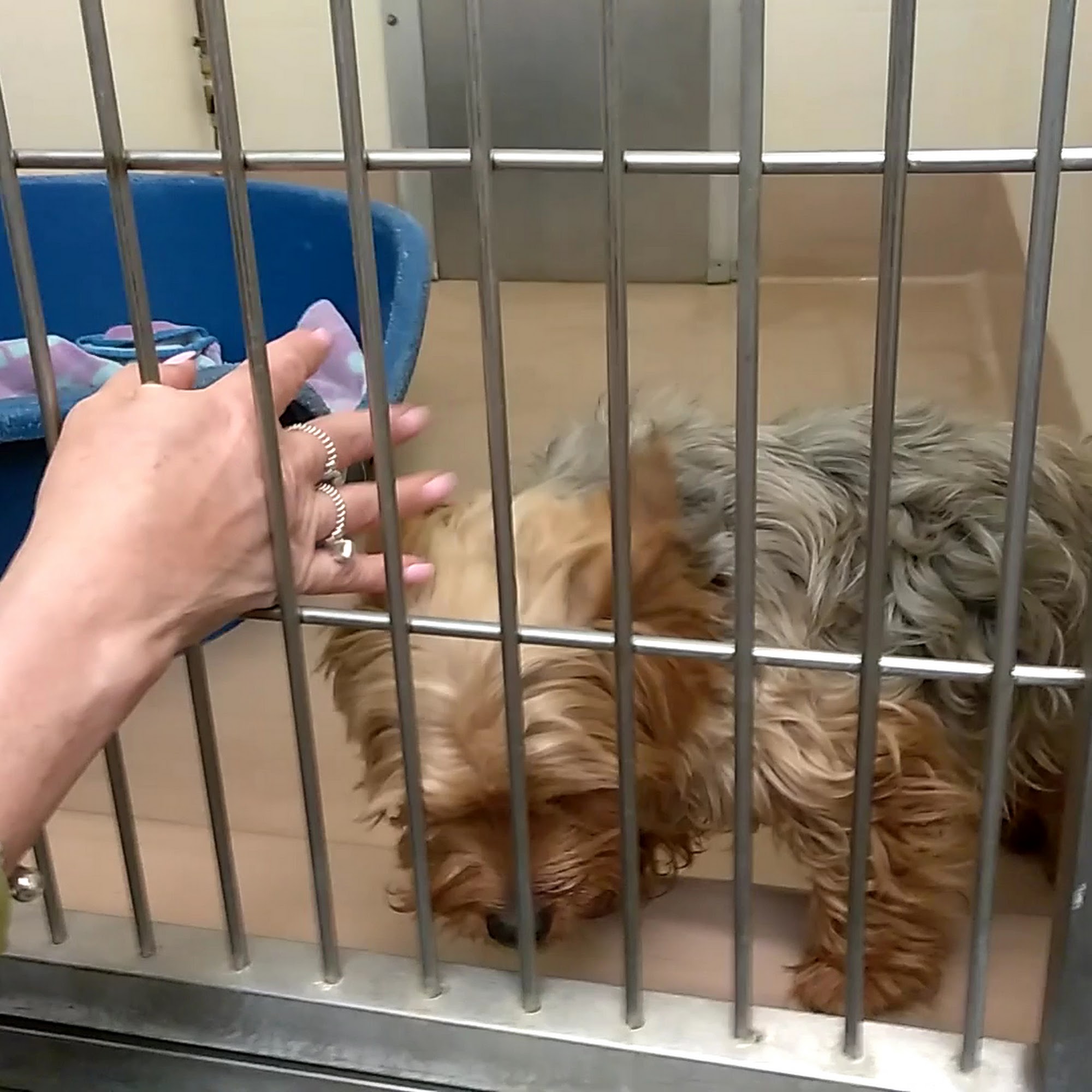 Coachella Valley Animal Campus Thousand Palms