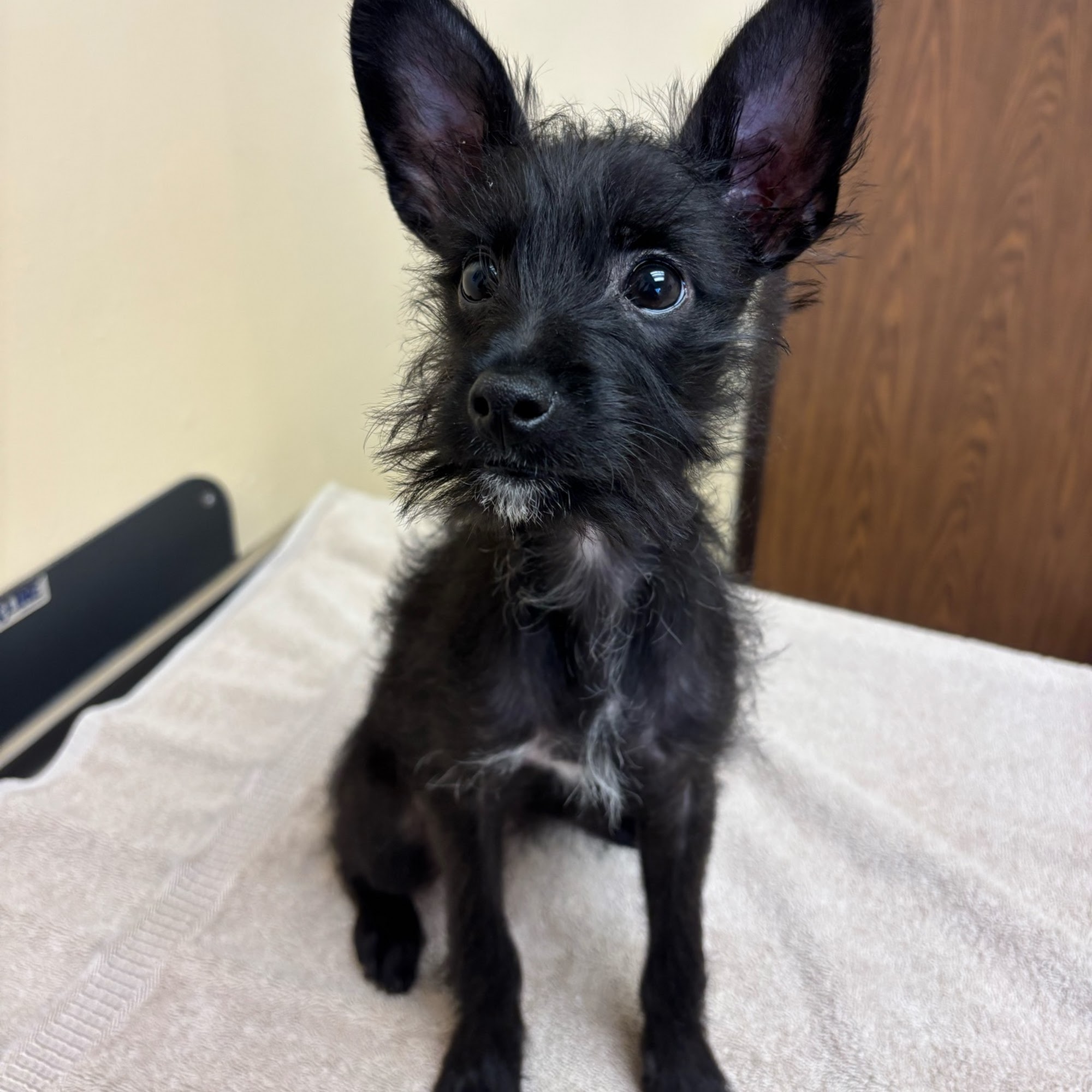 Harbor Animal Hospital Torrance