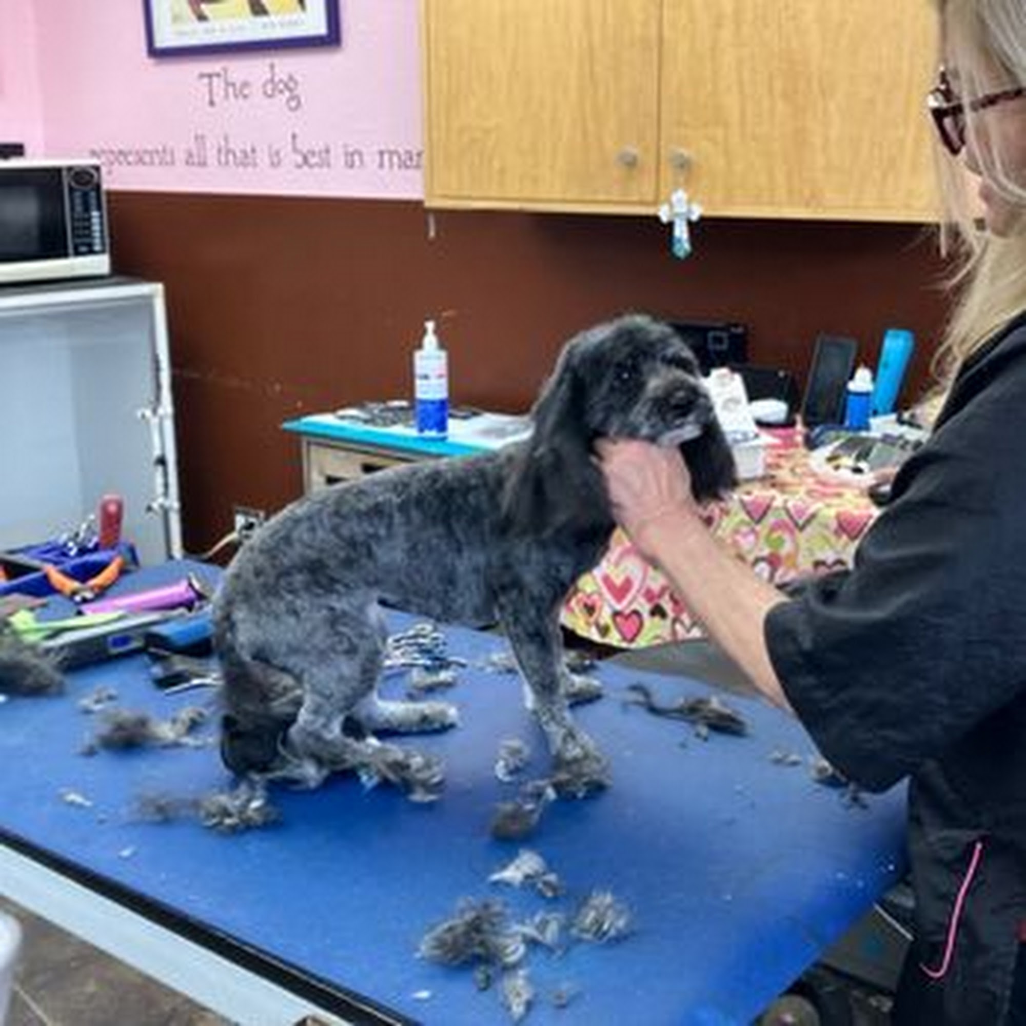 A Shear Pleasure Pet Salon Torrance