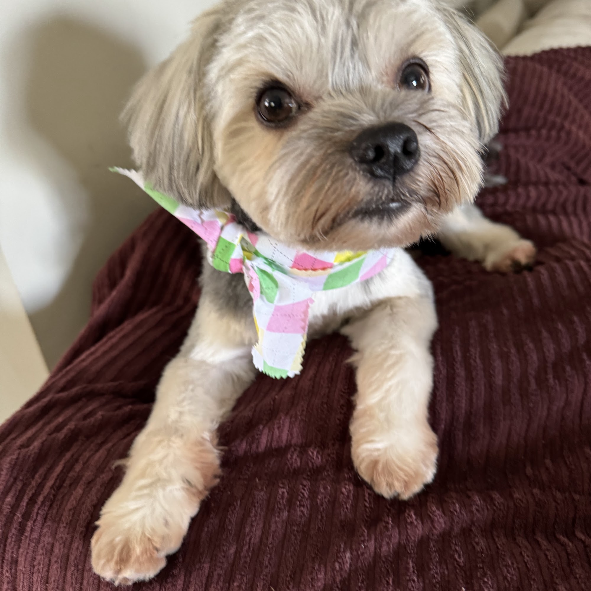 Lovely Dog Beauty Salon Torrance