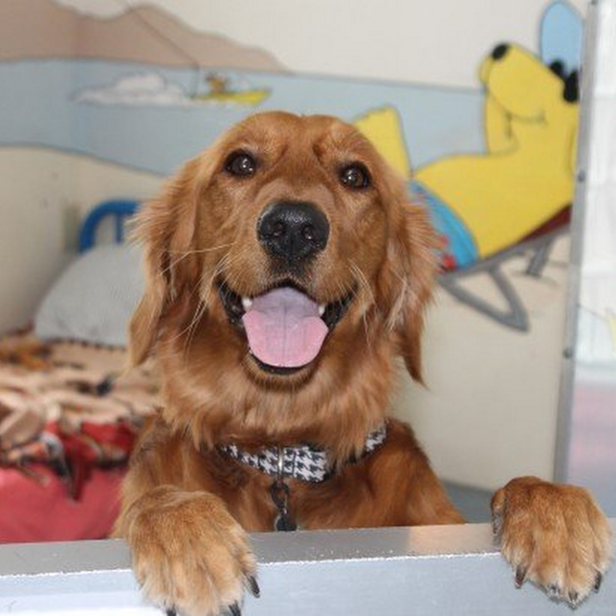 Plaza Del Amo Animal Hospital & Pet Keeper Torrance