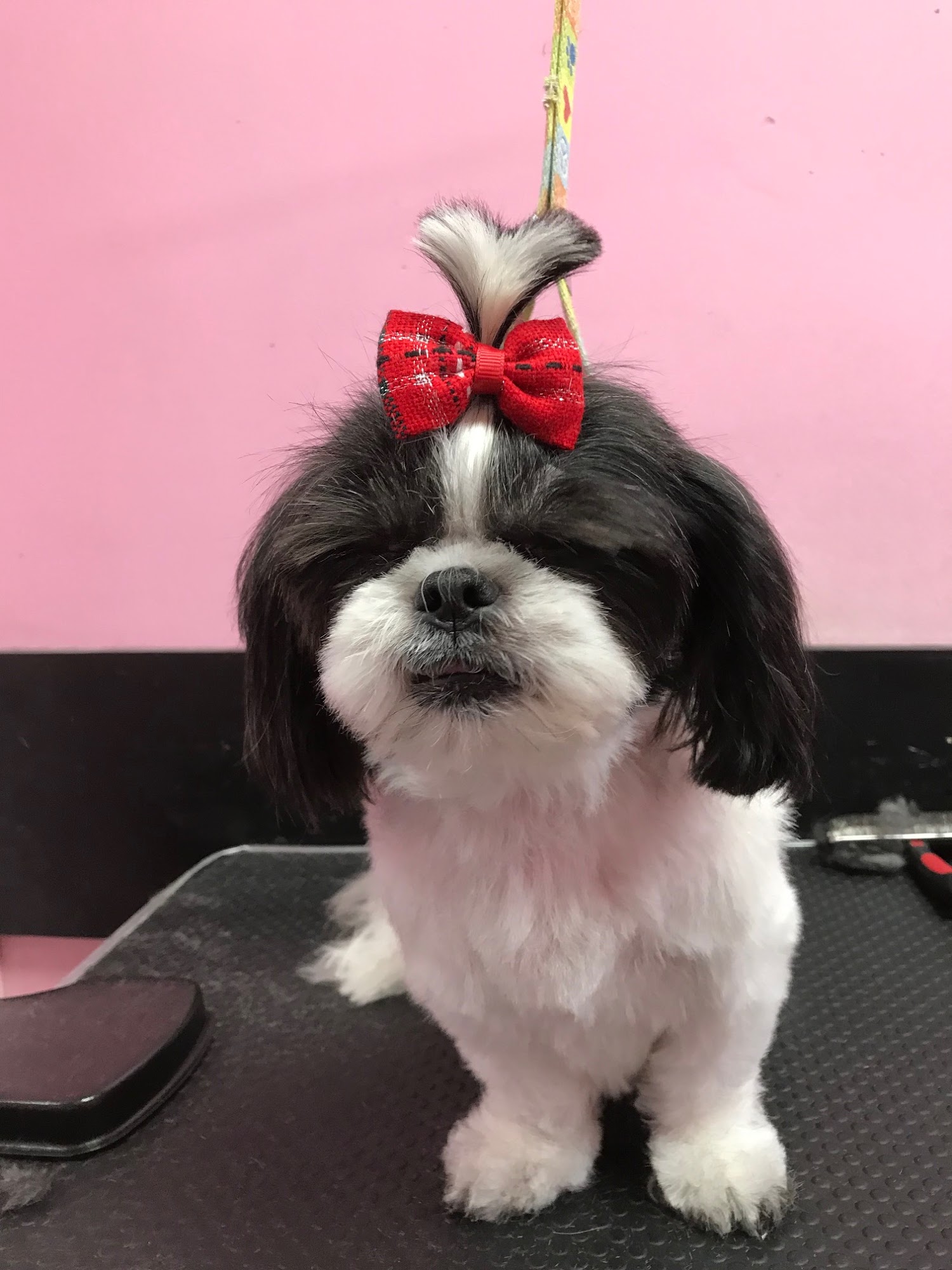 Adorable Pet Grooming Salon Torrance