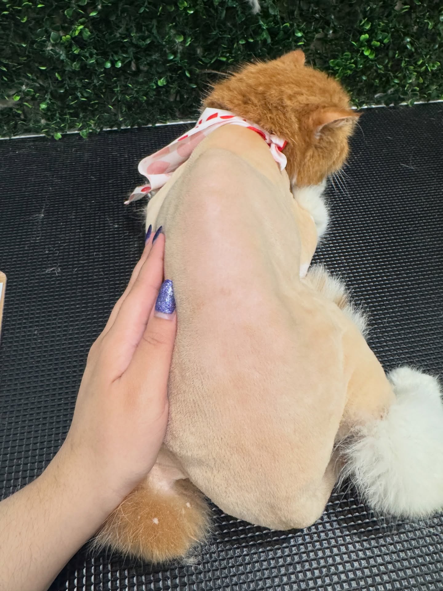 Doggy Cat Boutique Pet Spa & Training Torrance