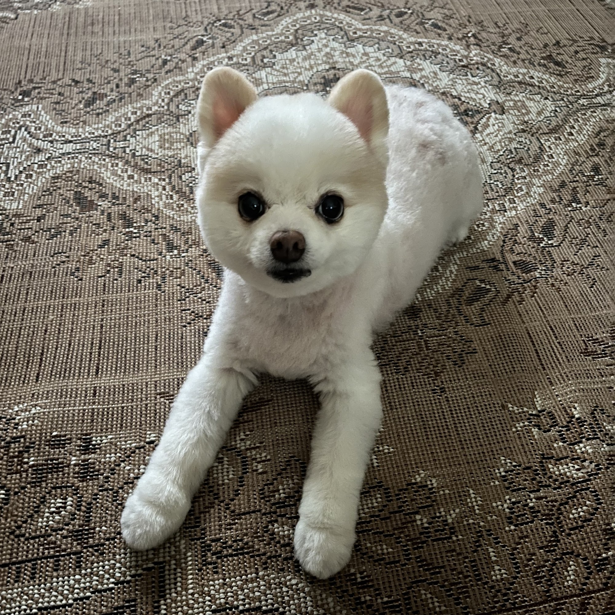 Doggie Details Torrance