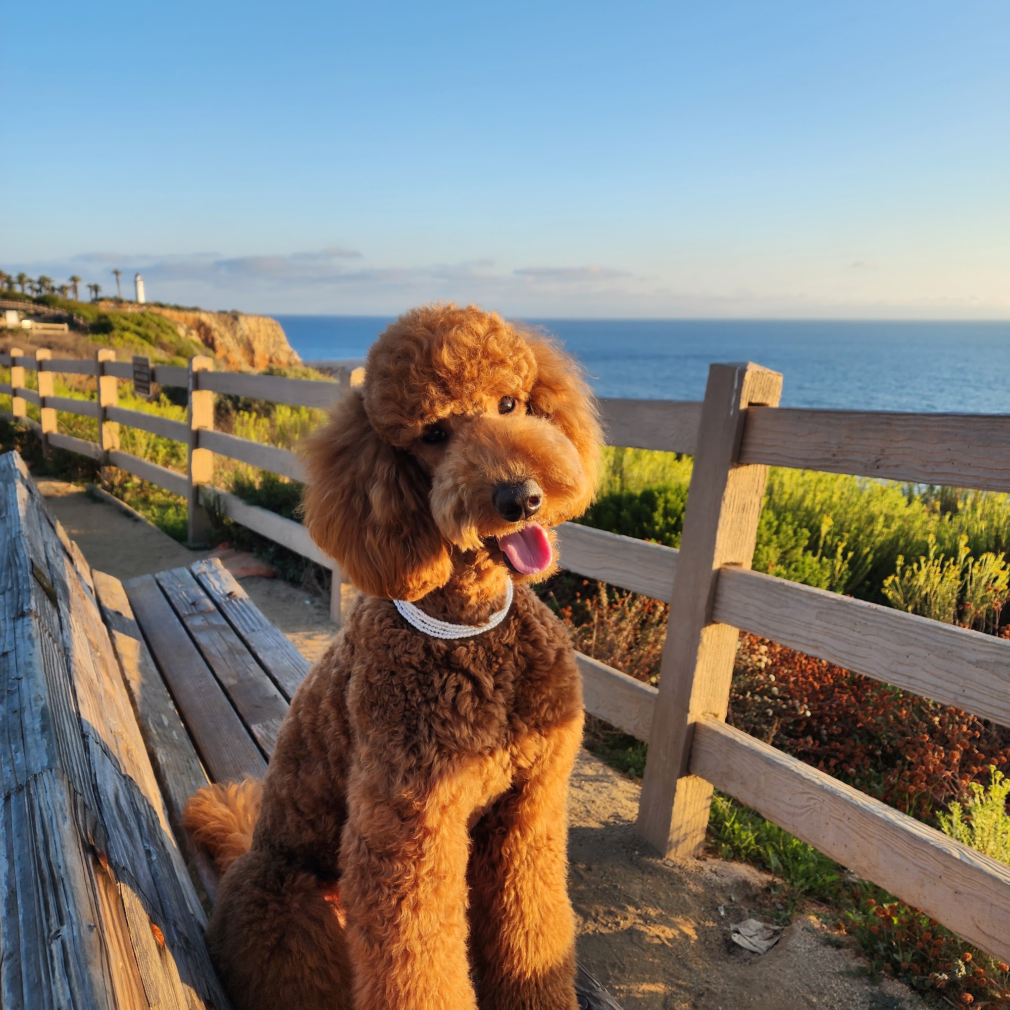 SunnyDogGrooming & Spa Torrance