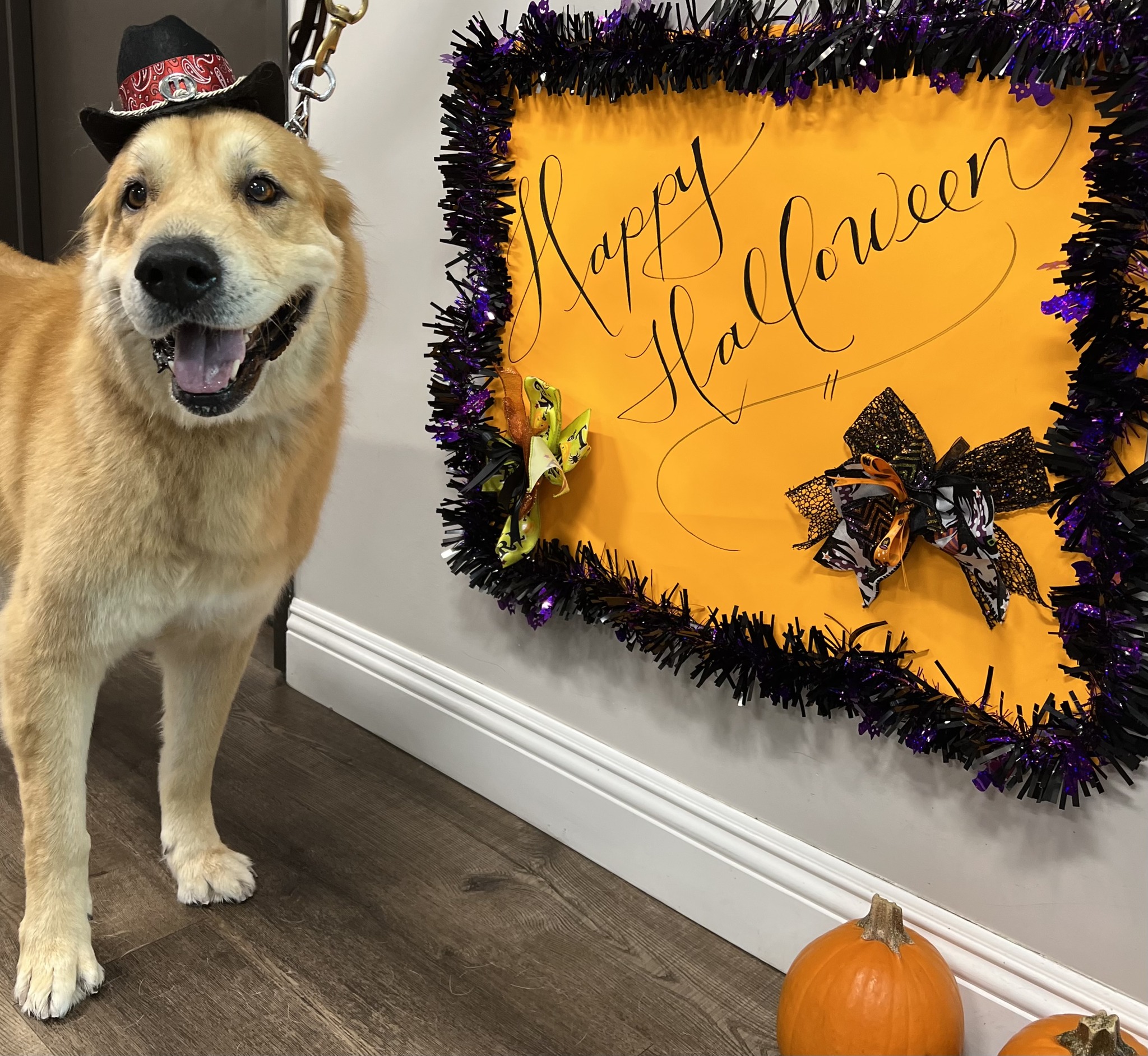 VCA Kennel Club Resort & Spa Torrance