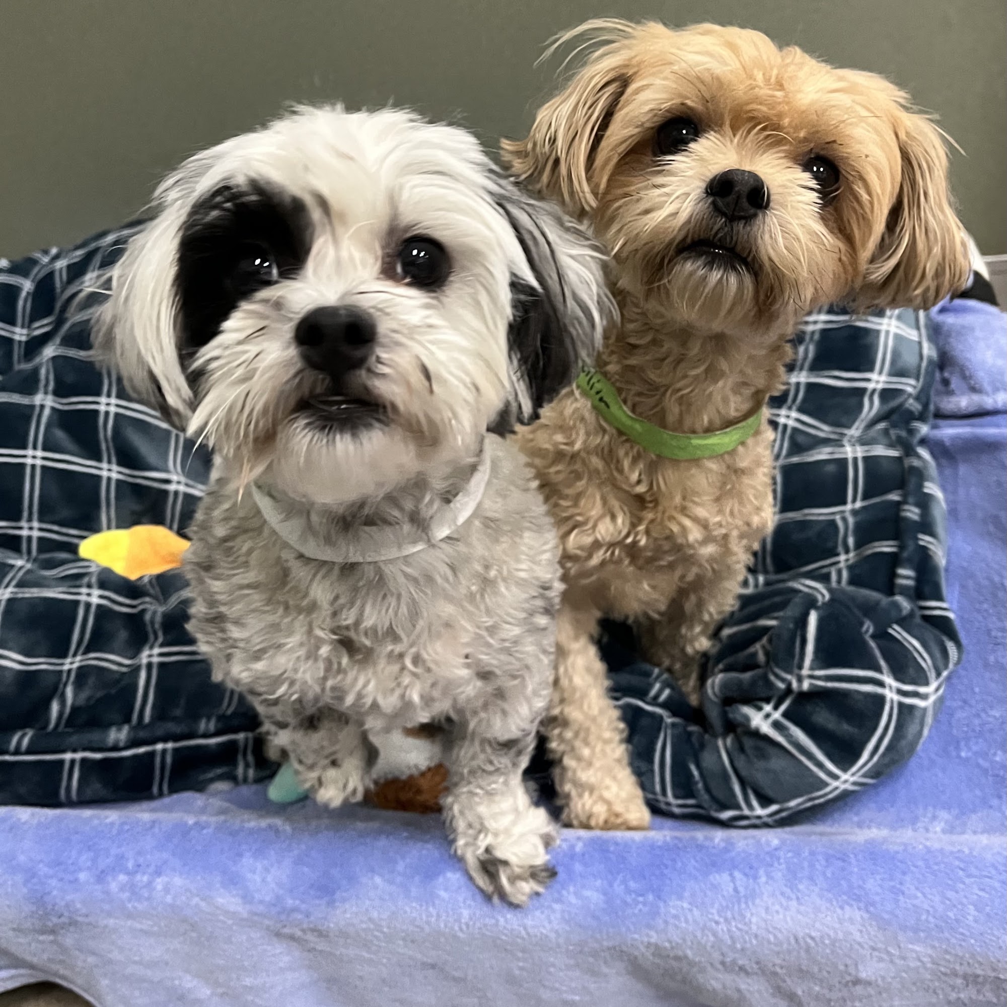 VCA Kennel Club Resort & Spa Torrance