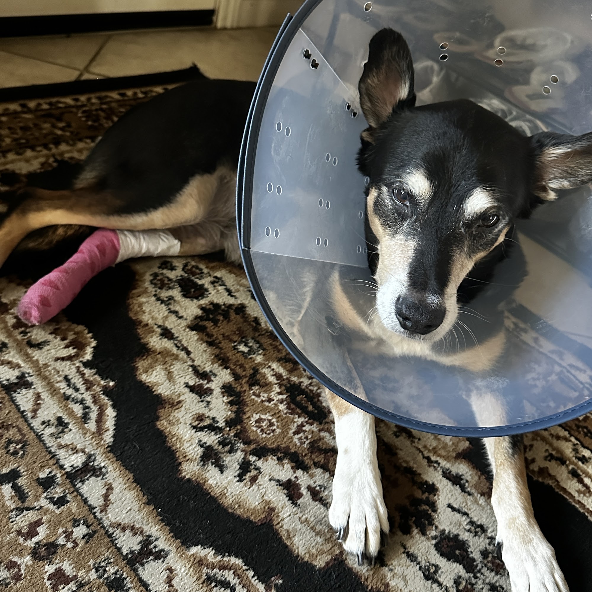 Vet Clinic, Large & Sm Animal Vet Services Tracy