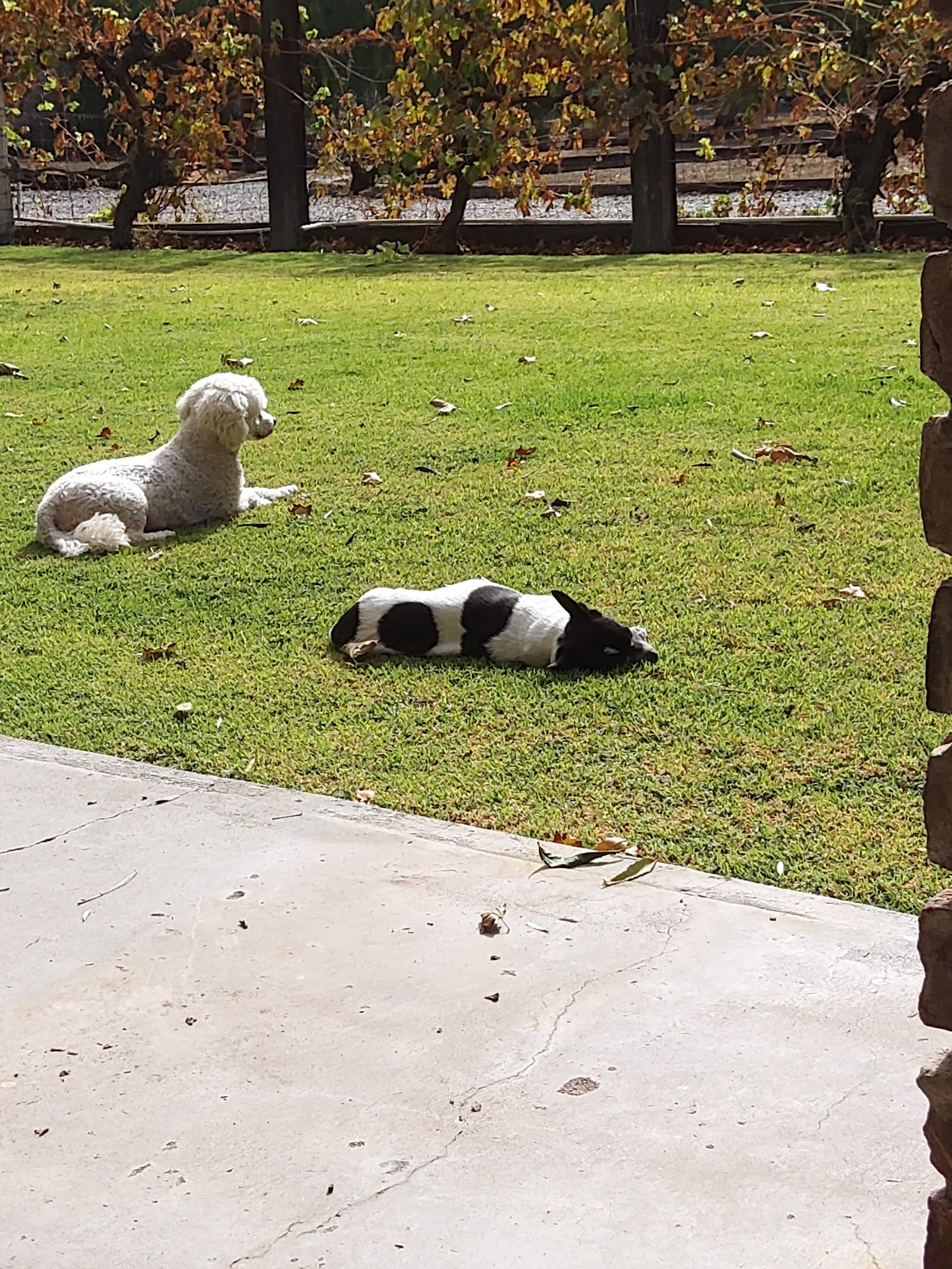 Jules Veterinary Center Tracy