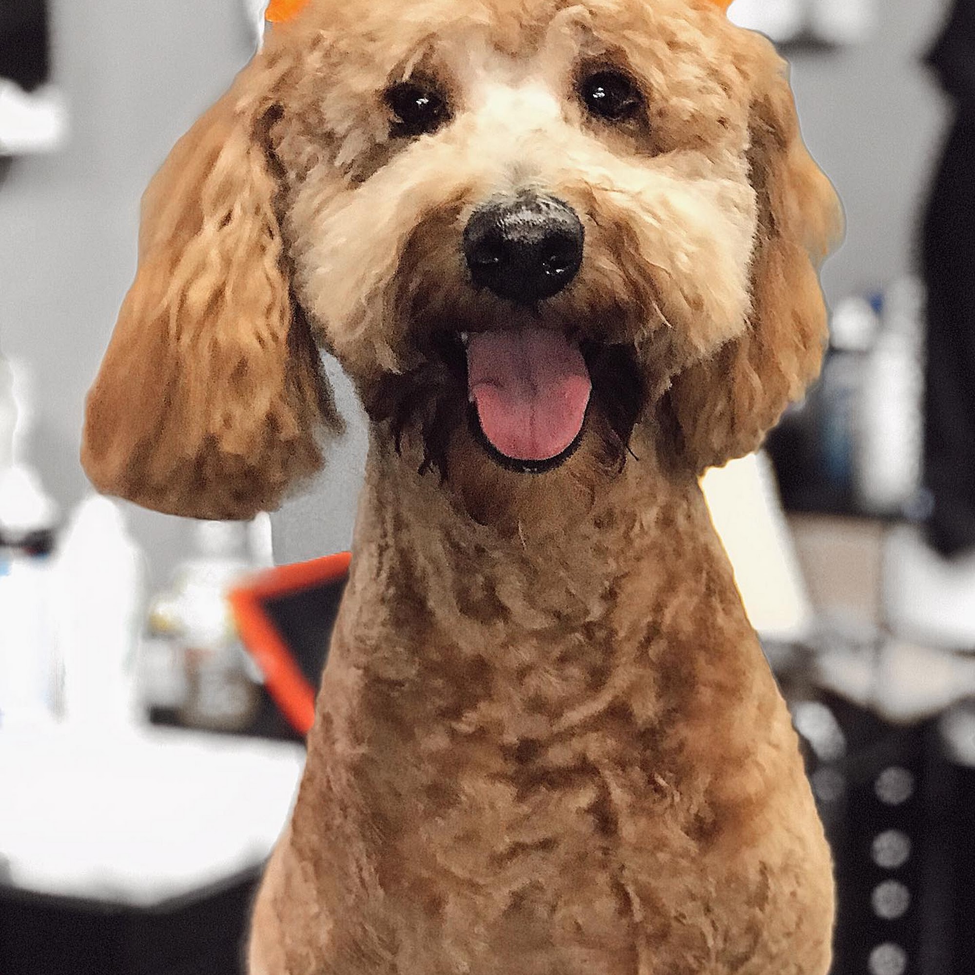 The Pampered Pet Grooming & Spa Tracy